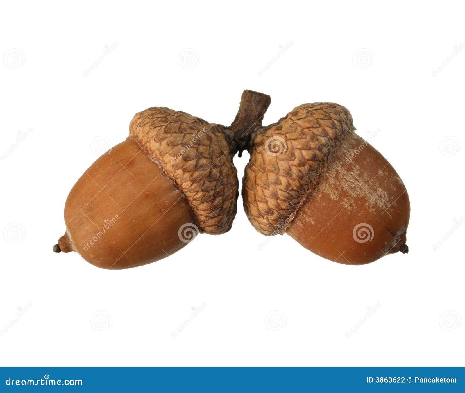  acorn pair