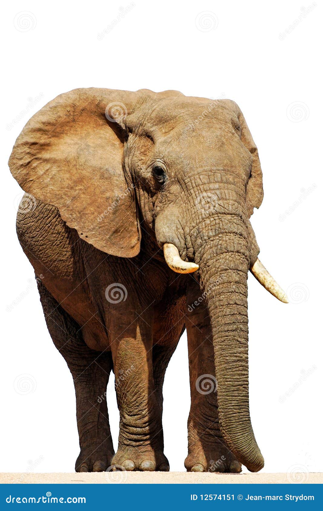  african elephant bull (loxodonta africana