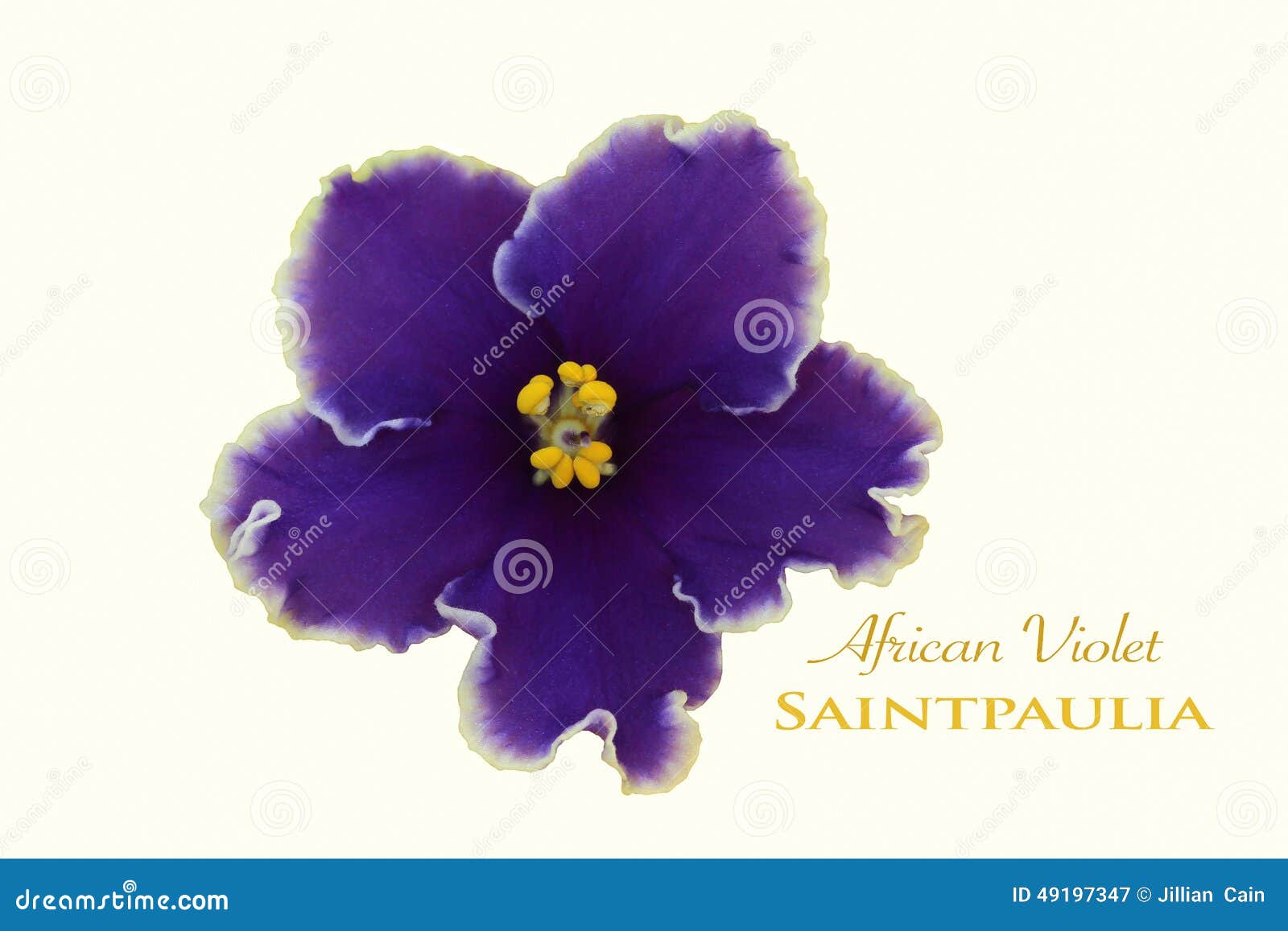  african violet flower