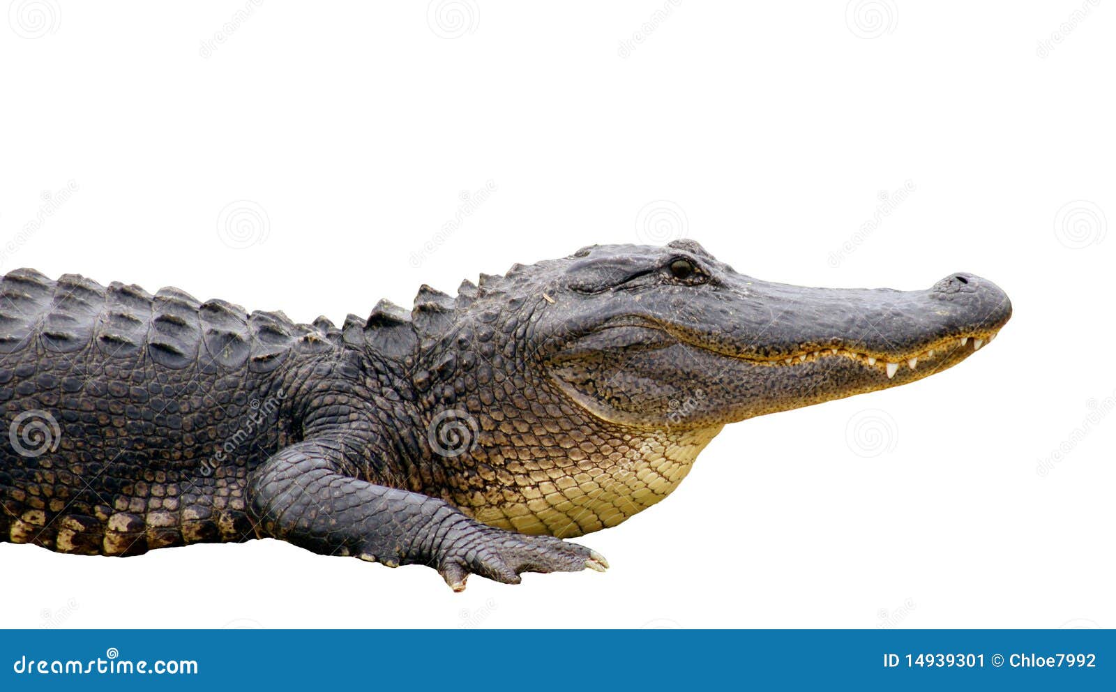  alligator