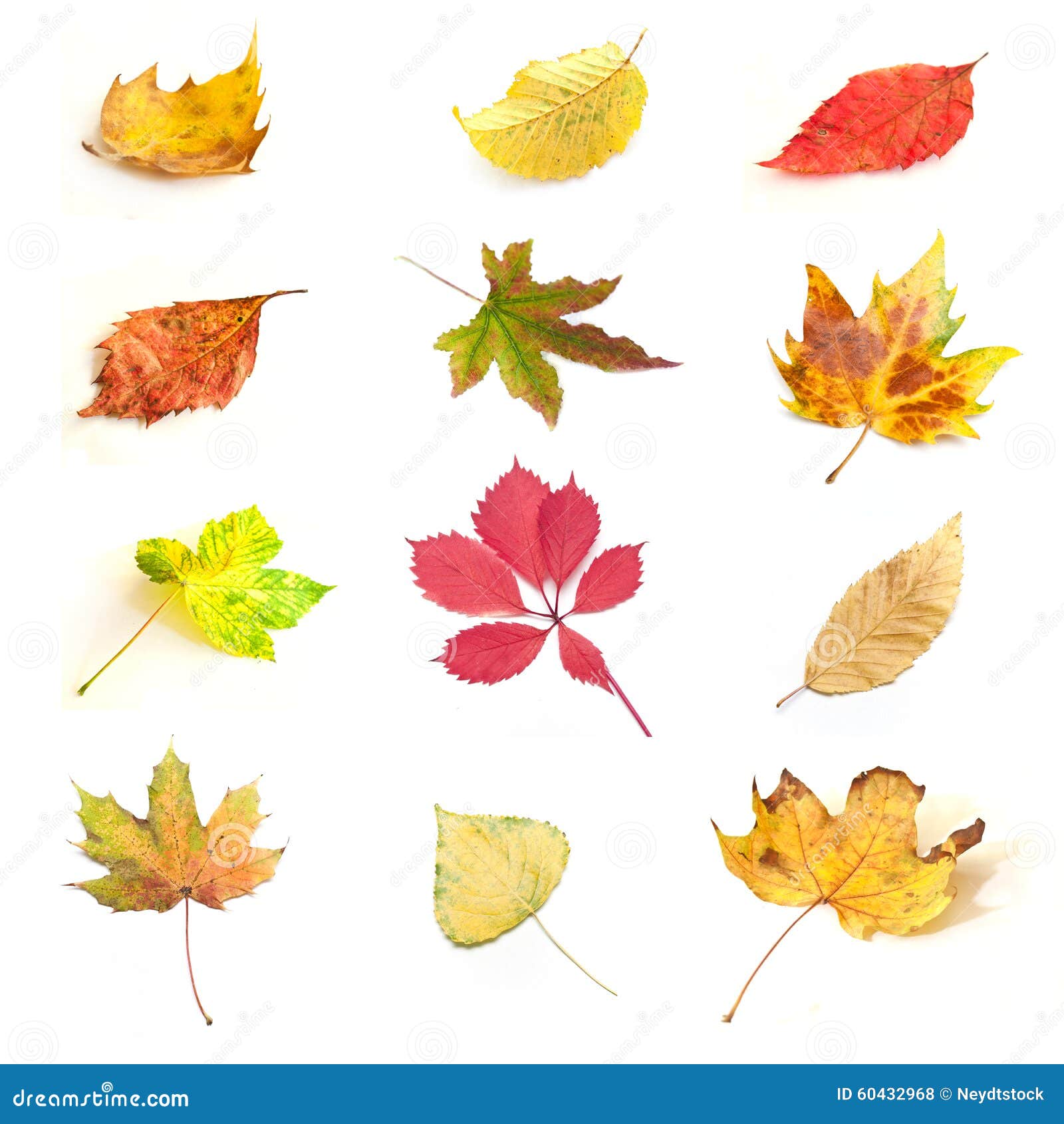 Isolated Autumnal Leaves of Various Trees Stock Photo - Image of plant ...