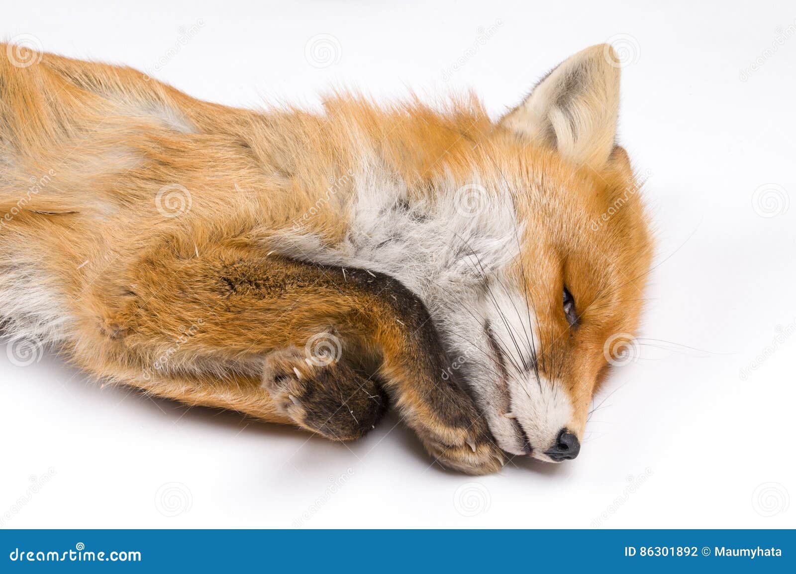 Isolated background fox fur. Isolated white background fox fur dead studio