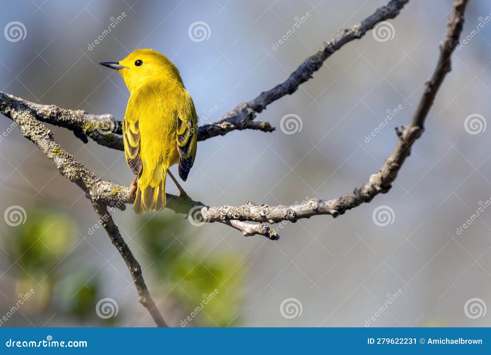 yellow warble  perched on a tree branch