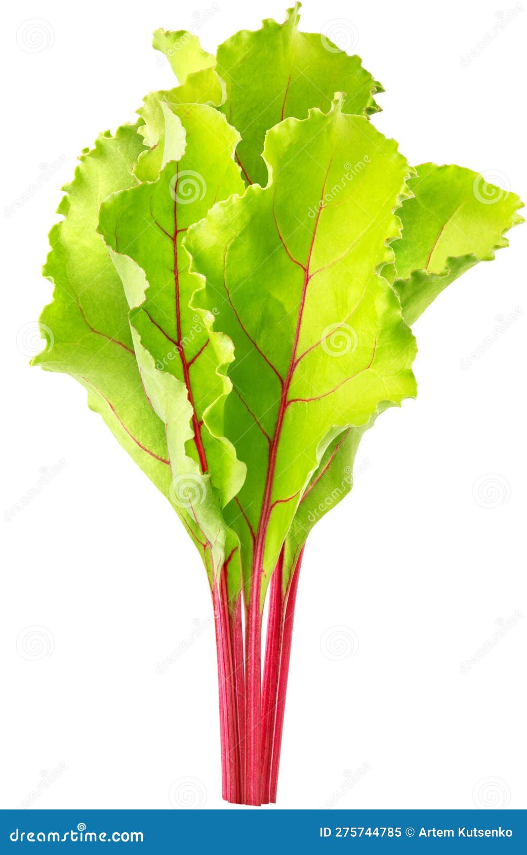 Isolated Beetroot Tree. Fresh Leaves of Beetroot Isolated on White