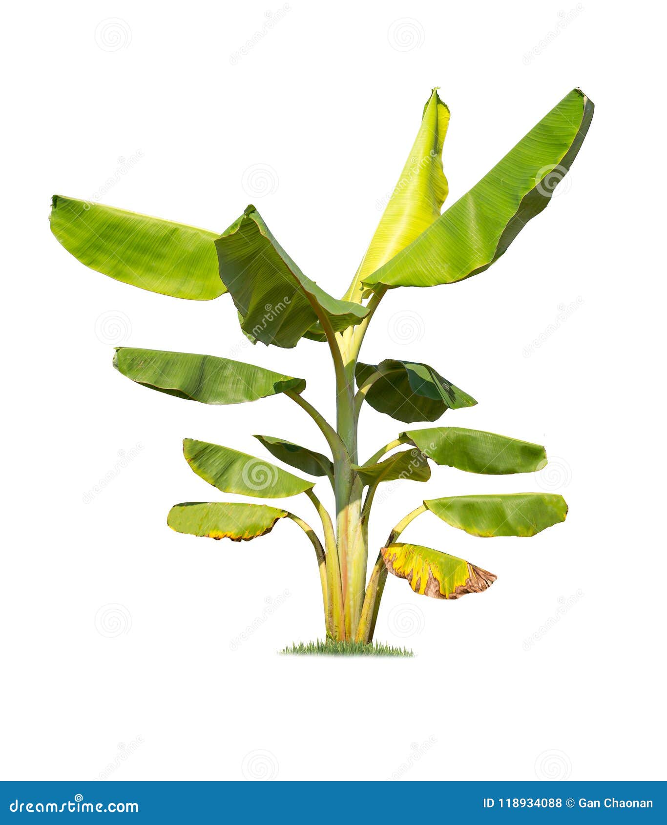  big banana tree on white background
