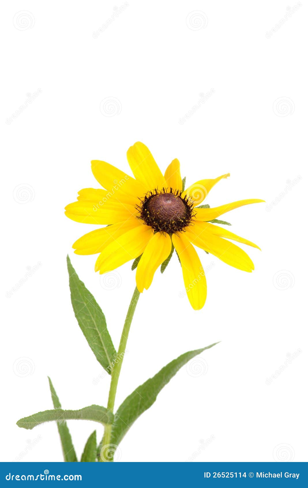 Isolated Black Eyed Susan Flower Stock Images - Image: 26525114