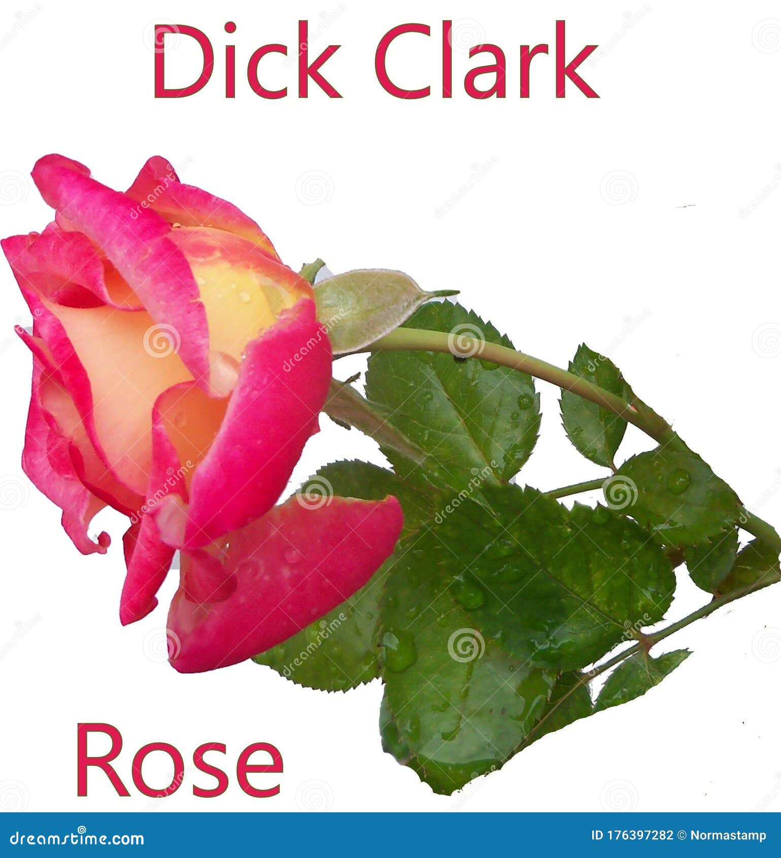 Isolated Blush and Pink Clark Rose with Text Label Stock Photo Image