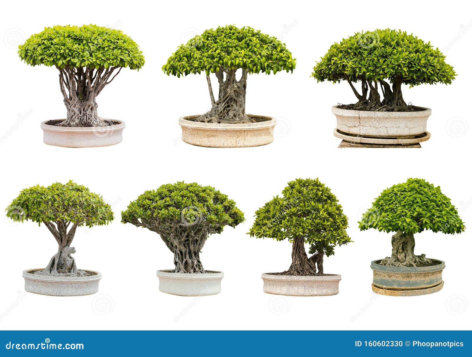Isolated Bonsai Tree Murraya Paniculata Dwarf RoyaltyFree Stock