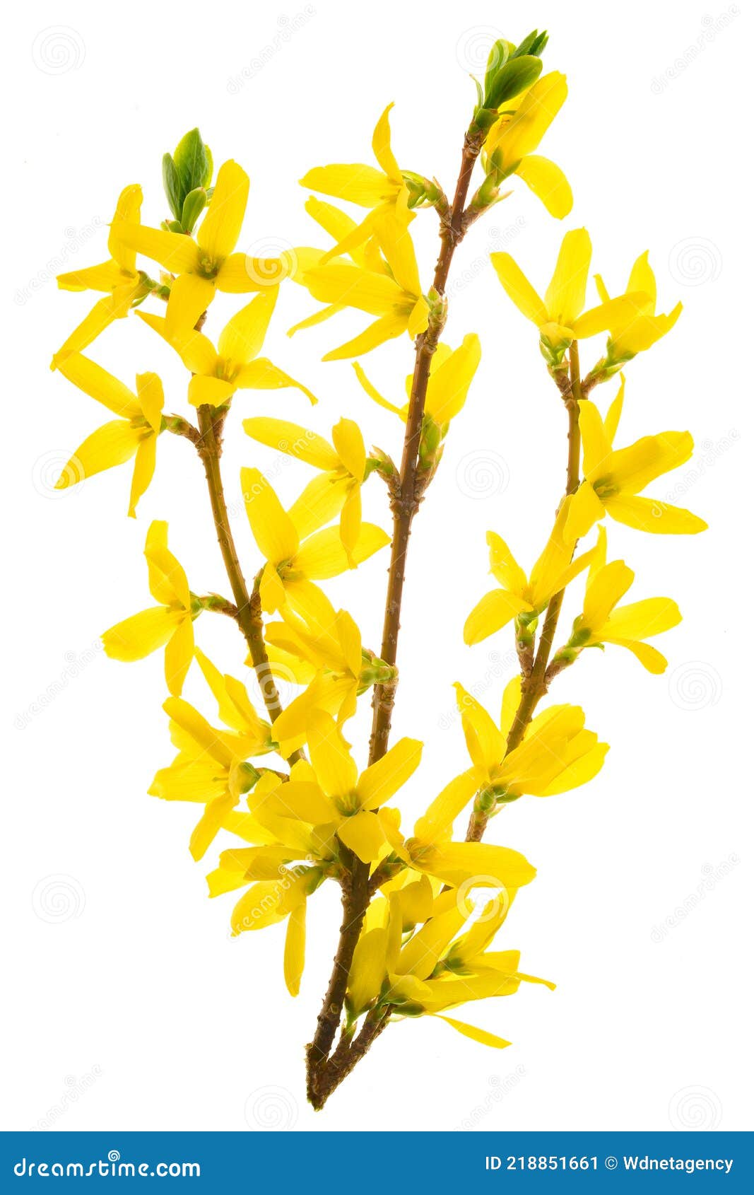 early spring blooming forsythia