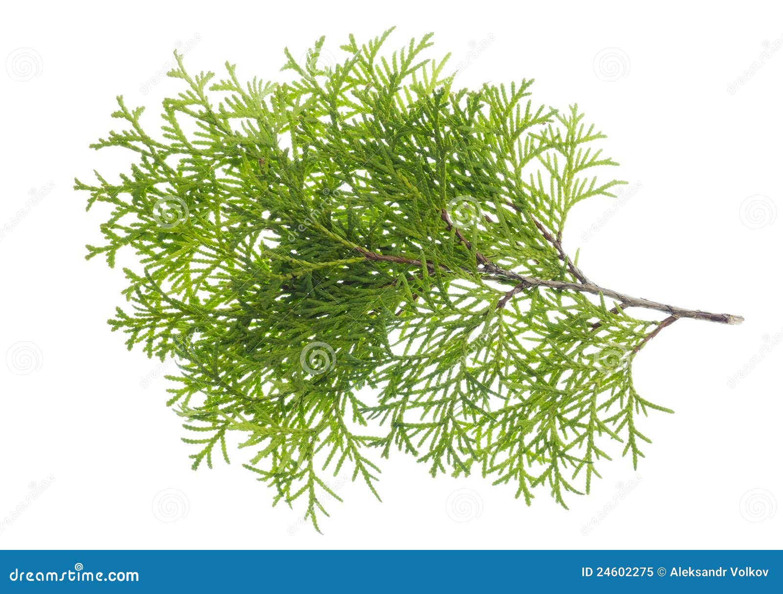 Evergreen plants branches isolated set Photograph by Aleksandr