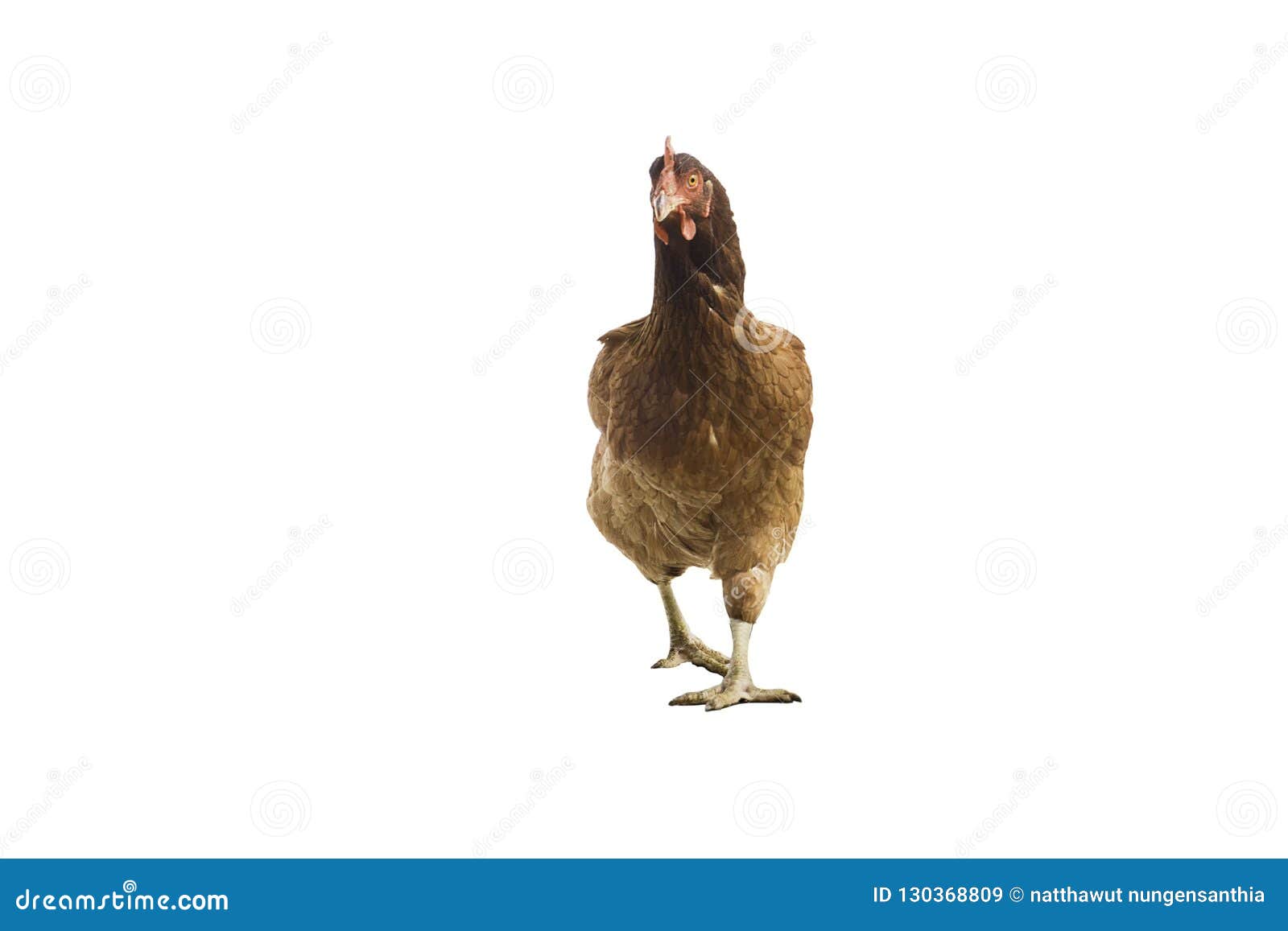 Isolated Brown Chicken Walking,brown Hen on White Background Stock Image - Image of nature, walk: 130368809 Isolated Brown Chicken Walking,brown Hen on White Background Stock Image - Image of nature, walk: 130368809
