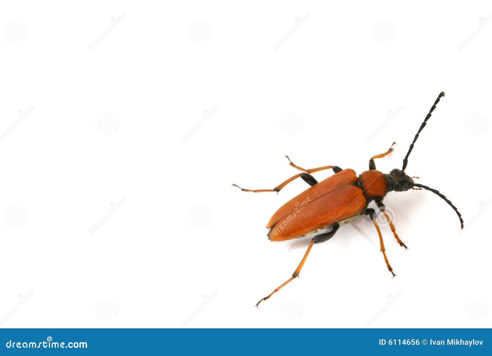 Isolated bug stock photo. Image of error, flora, blade - 6114656