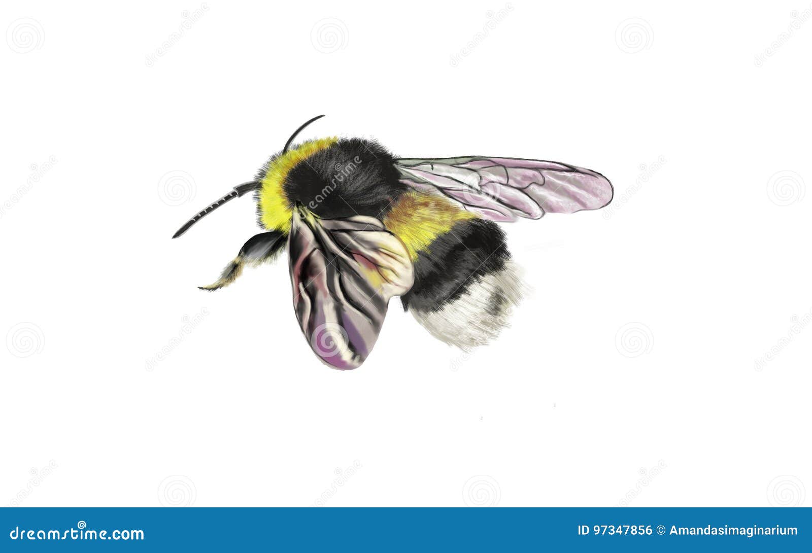 Isolated bumblebee stock photo. Image of animal, yellow - 97347856