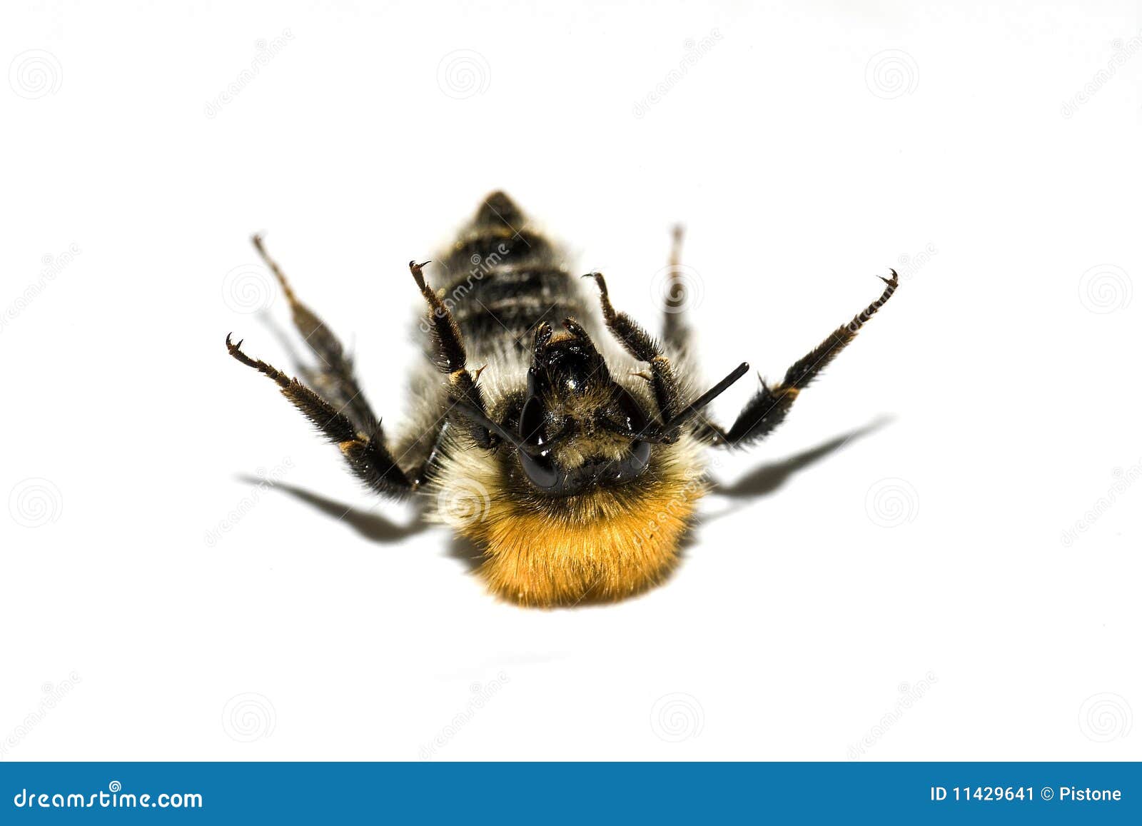 Isolated Bumblebee On Her Back Stock Image Image Of Isolate Nature