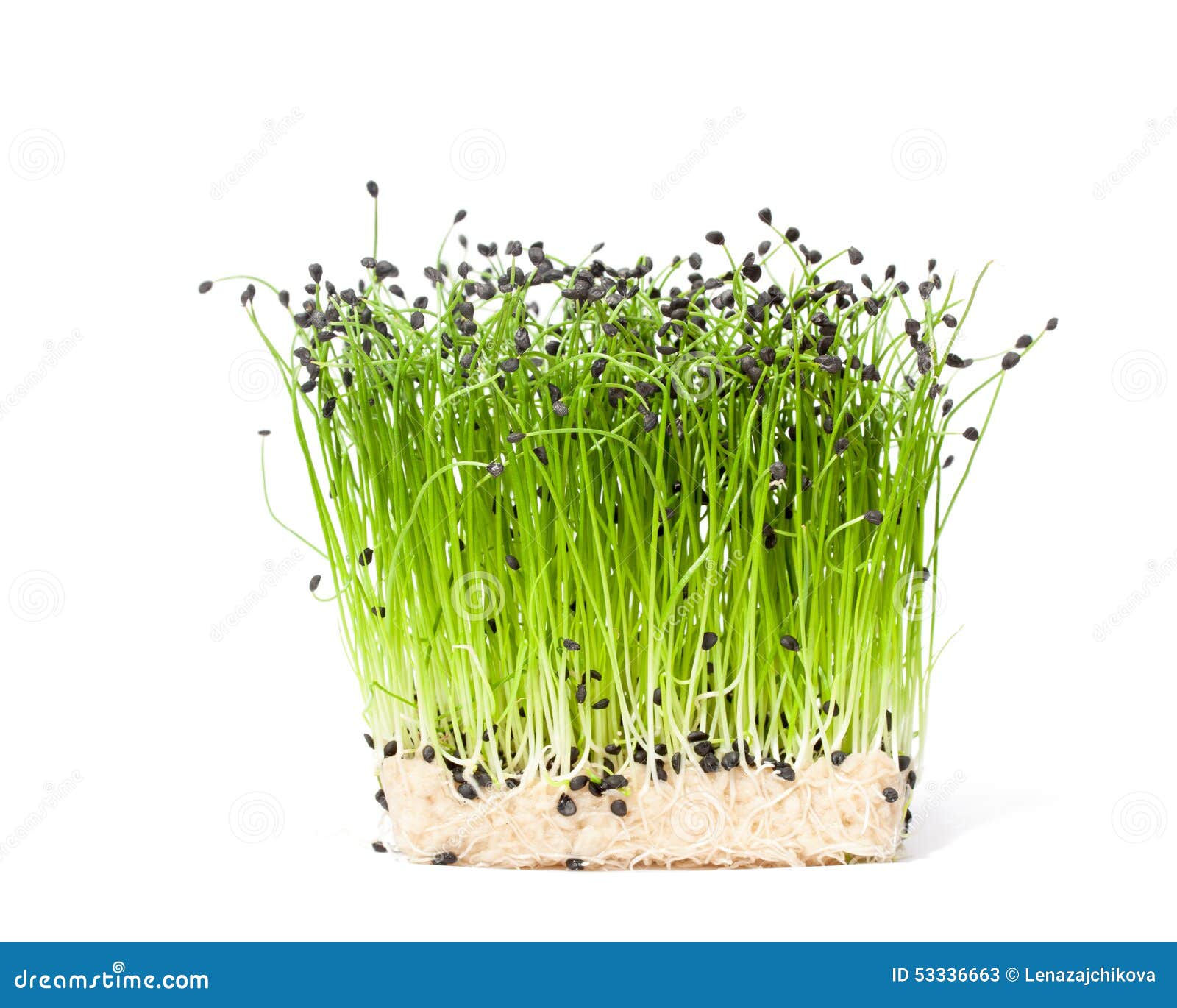 Isolated Bunch of Garlic Chives Stock Image Image of grass, bunch