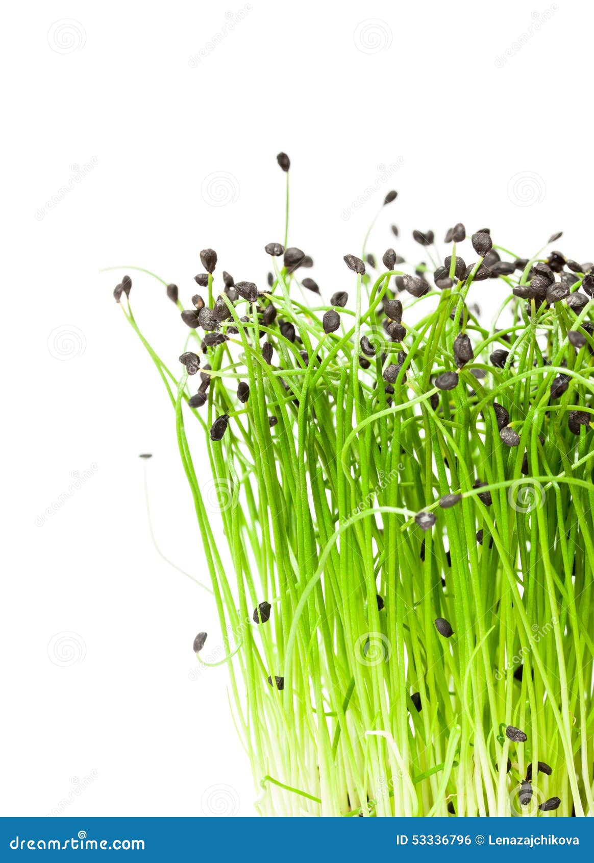 Isolated Bunch of Garlic Chives Stock Photo Image of chives, bunch