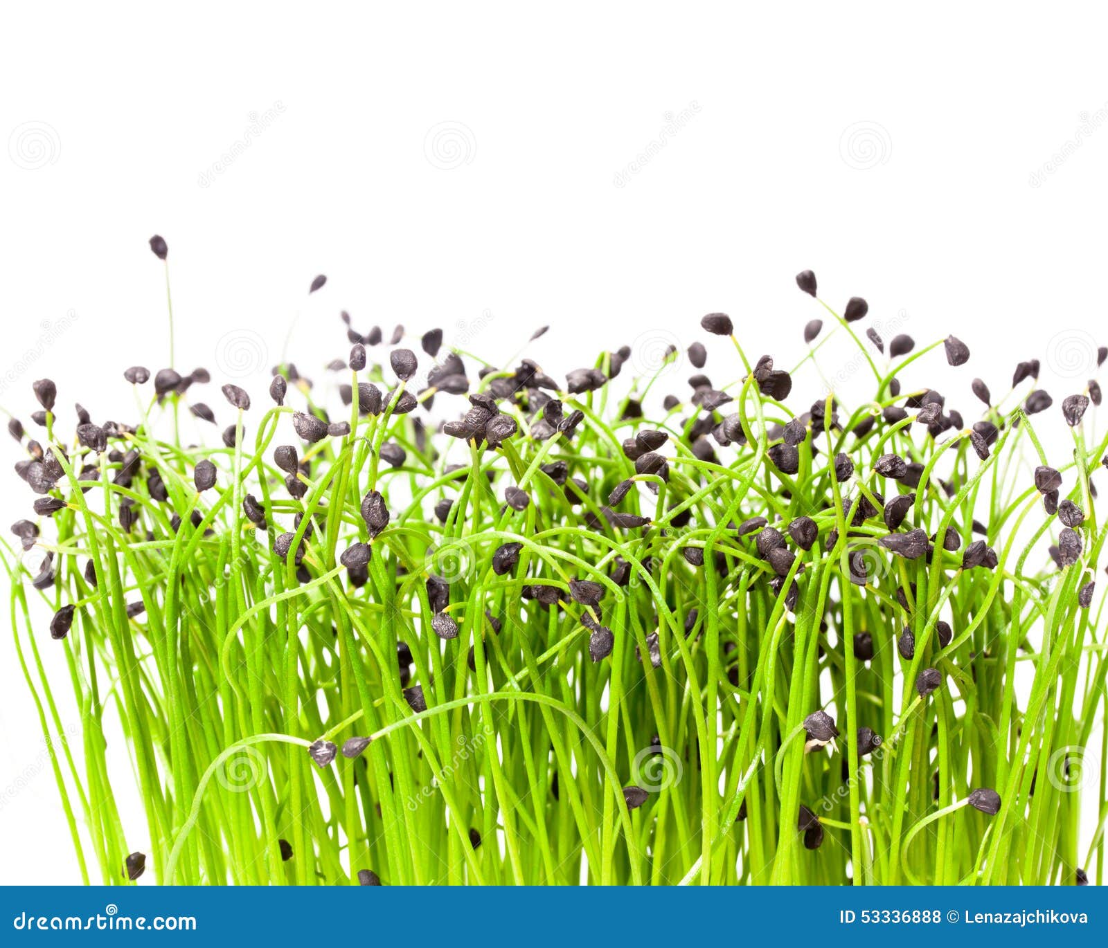 Isolated Bunch of Garlic Chives Stock Photo Image of agriculture