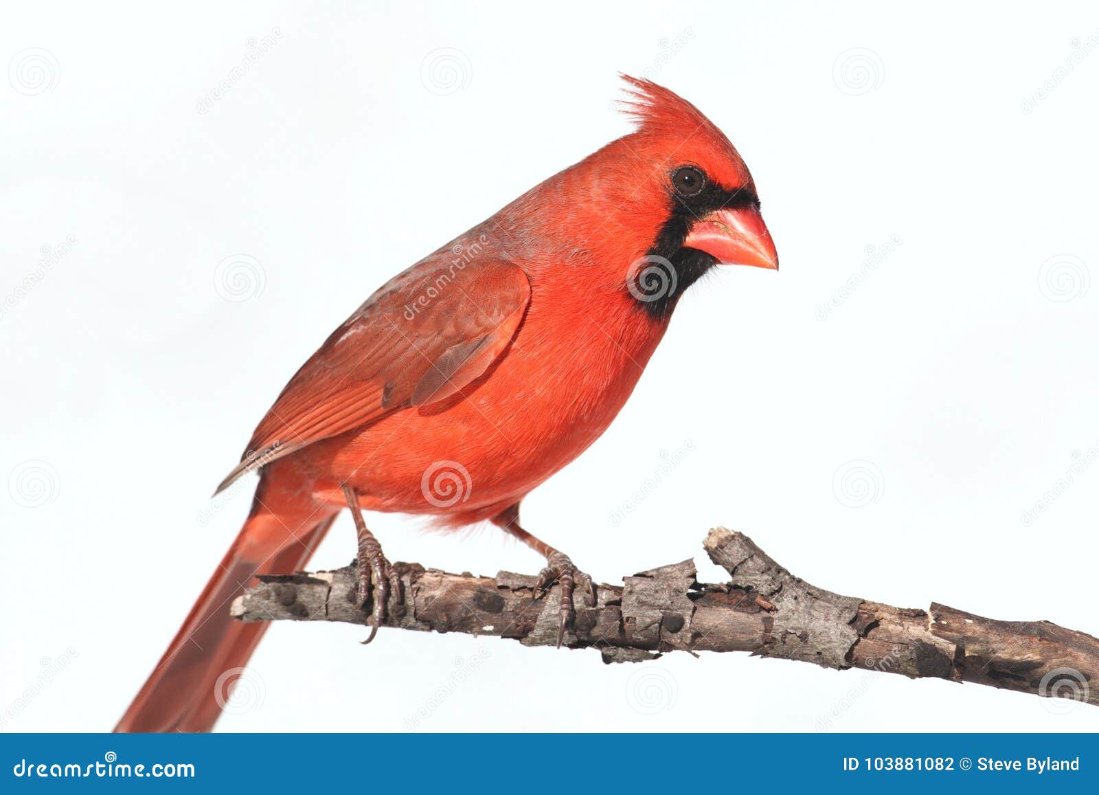 cardinal staffing cardinal staffing