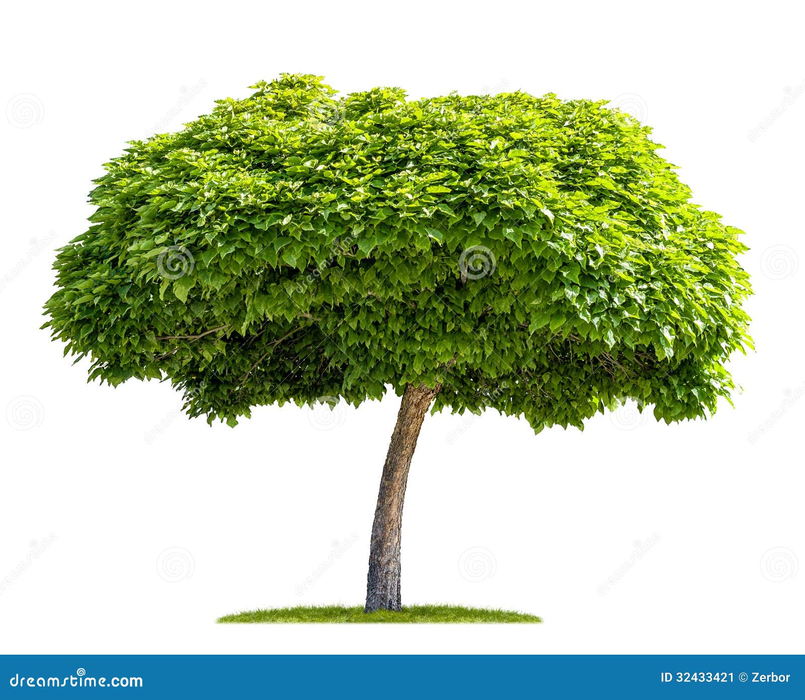 https://thumbs.dreamstime.com/z/isolated-catalpa-tree-white-background-32433421.jpg
