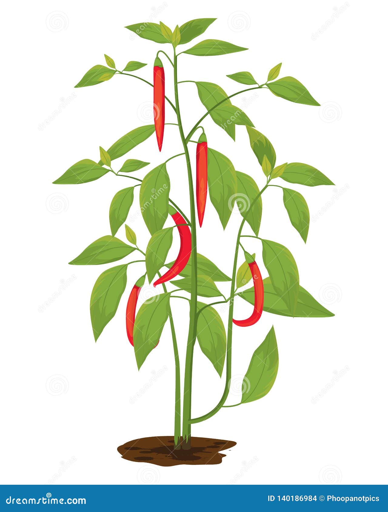 Chili plant vector design stock vector. Illustration of farmer - 140186984