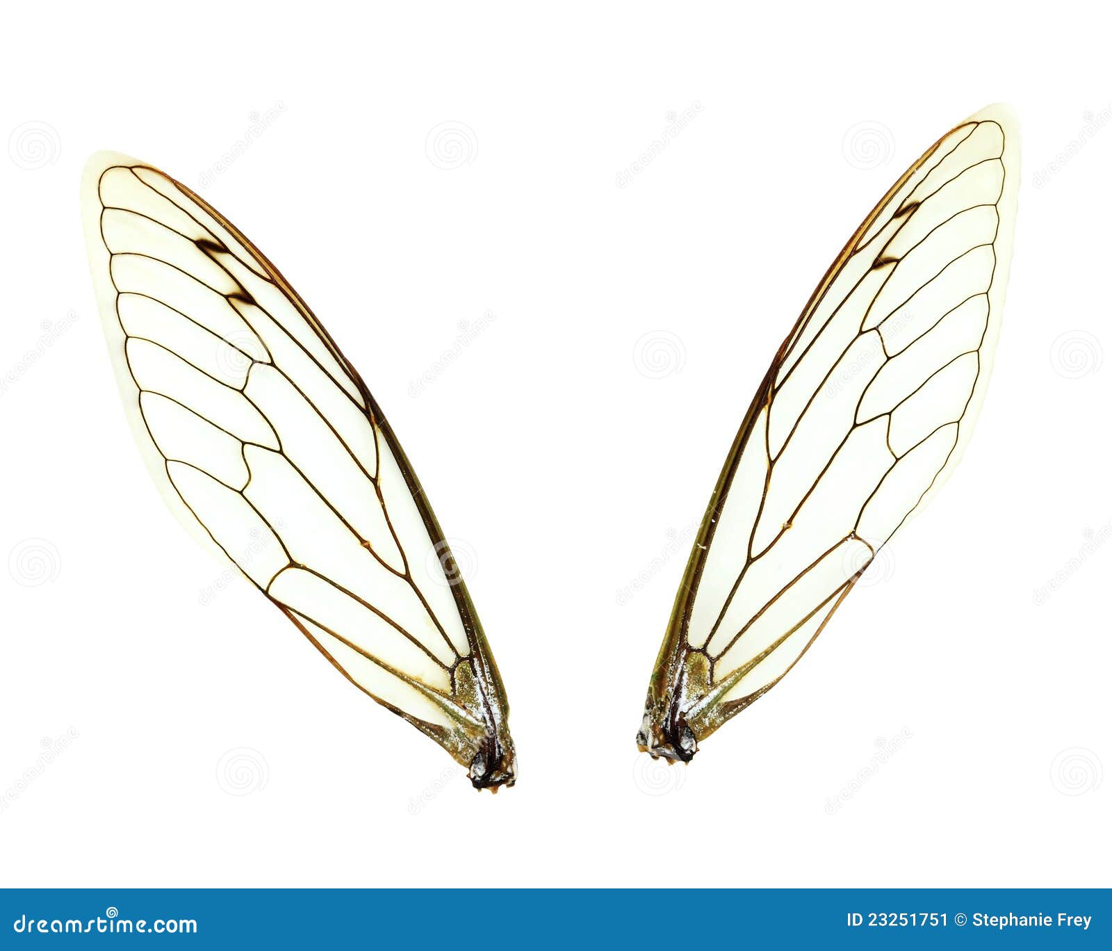 Isolated Cicada Wings stock image. Image of couple, detail 23251751