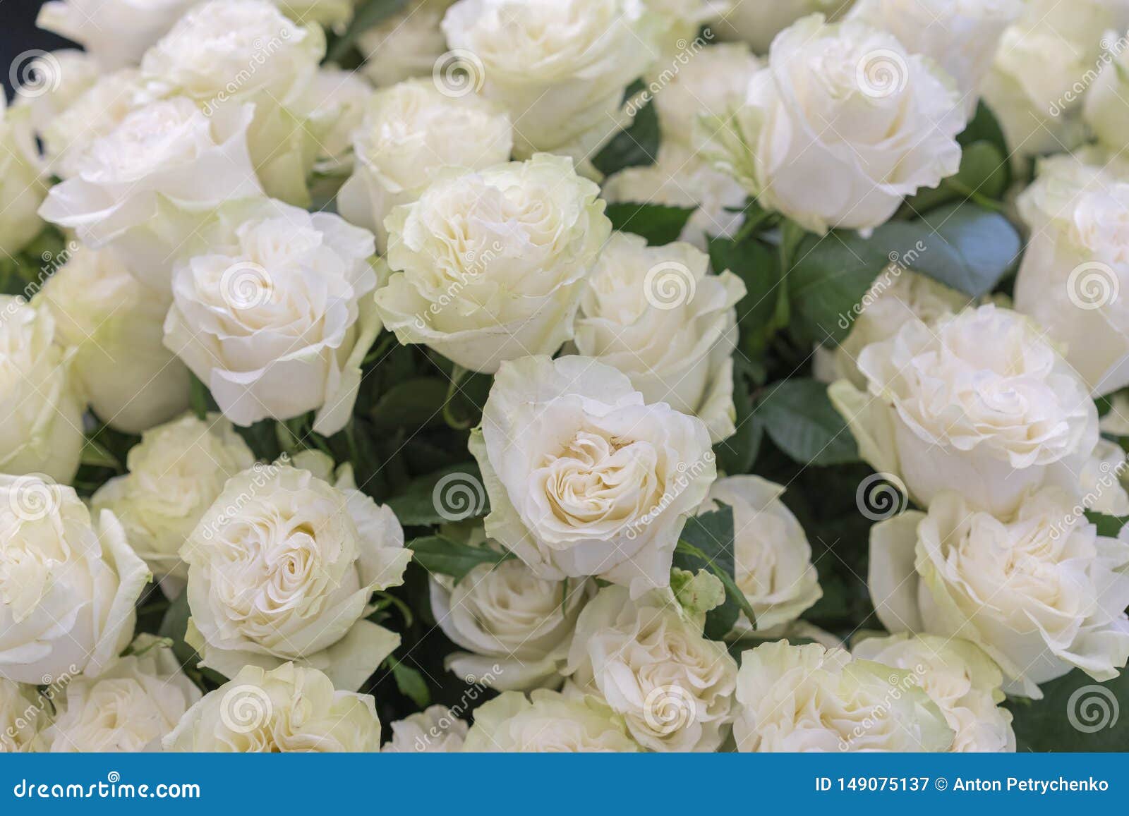 Isolated Close Up Of A Huge Bouquet Of White Roses White Roses Flower