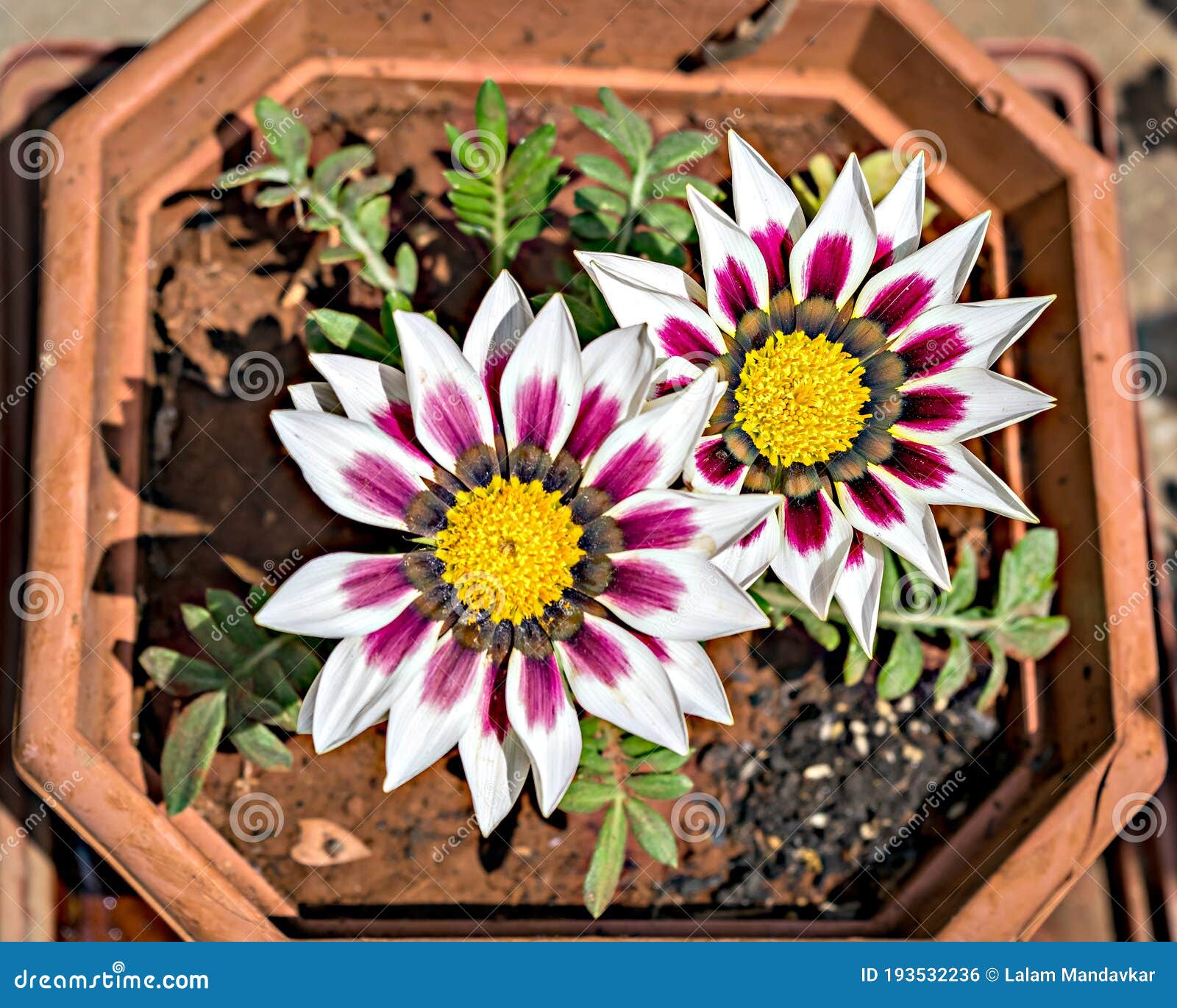 , close-up image of two white and pink gazania flower in a squarish pot with yellow center