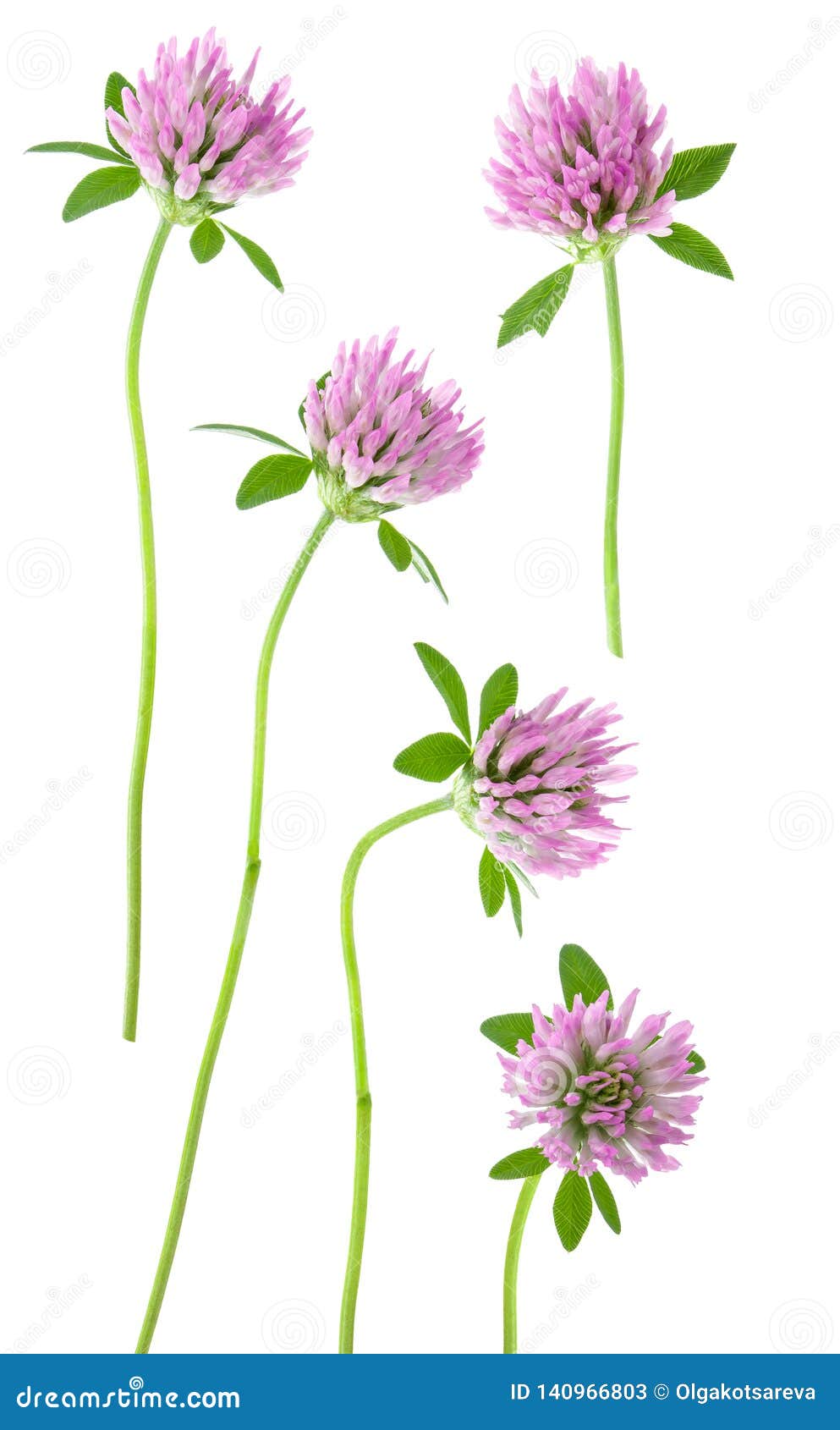 Isolated Clover. Set Of Pink Clover Flowers On Stem With Leaf Isolated