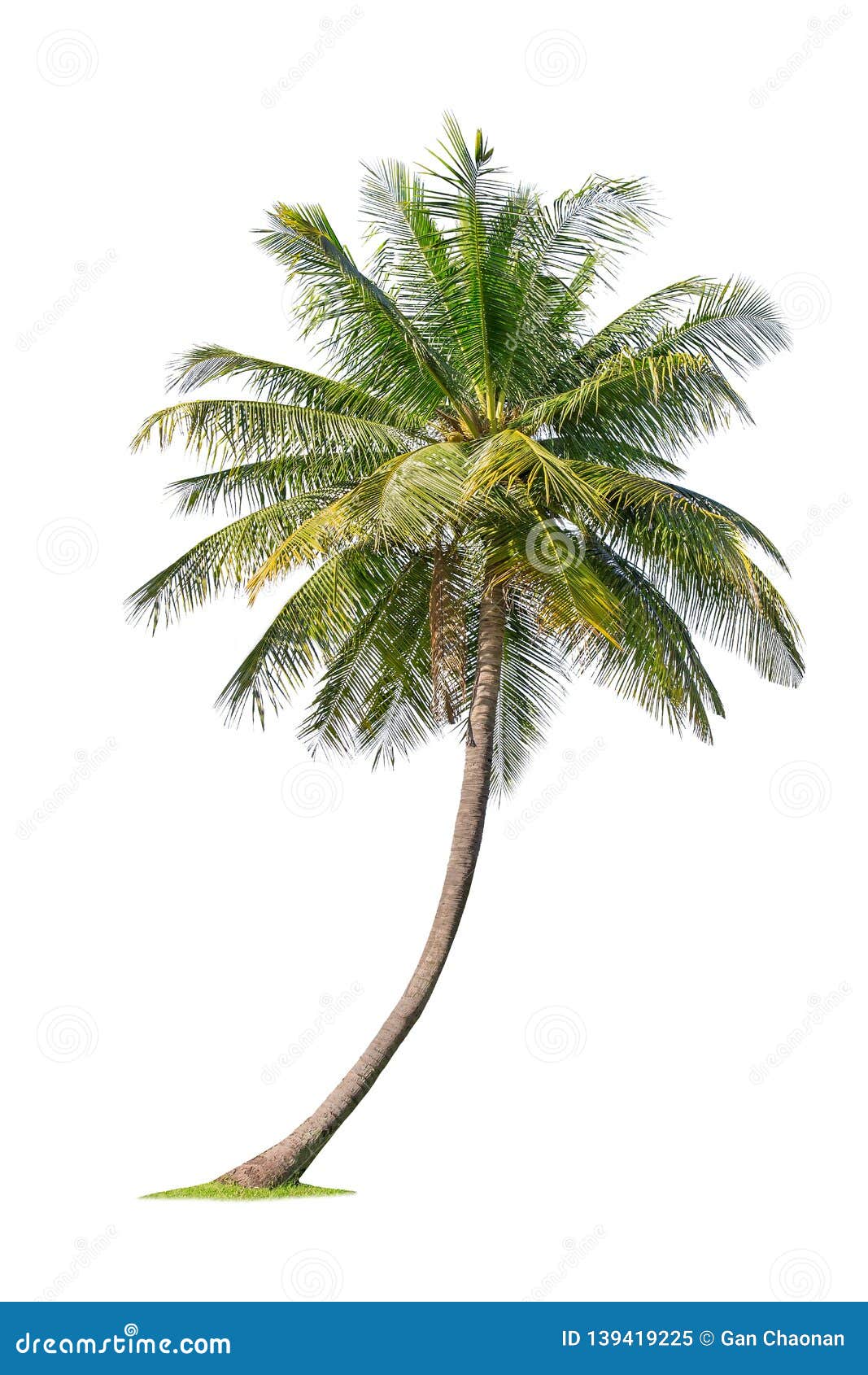 Isolated Coconut Tree On White Background Low Cost Coconut Trees Are The Economic Crops Of Thailand Stock Image Image Of Leafy Growth