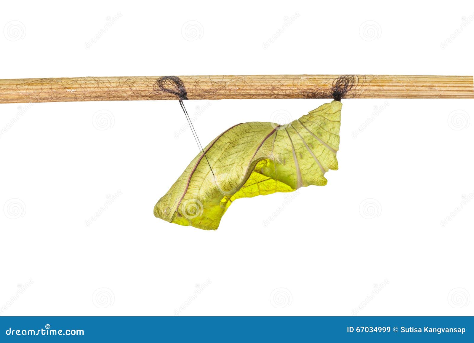 Isolated Cocoon of Common Birdwing Butterfly on White Stock Image