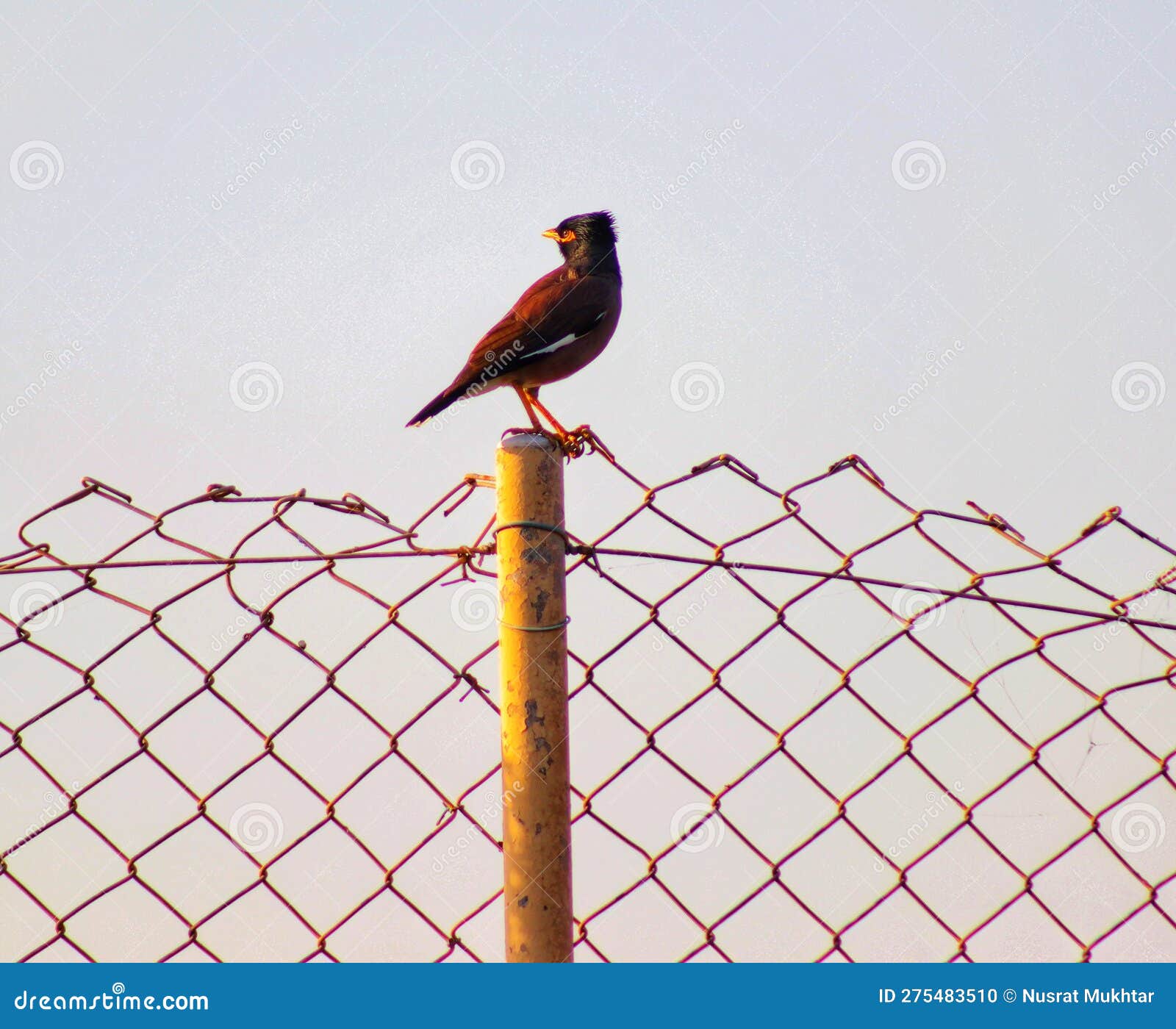 common myna sitting alone