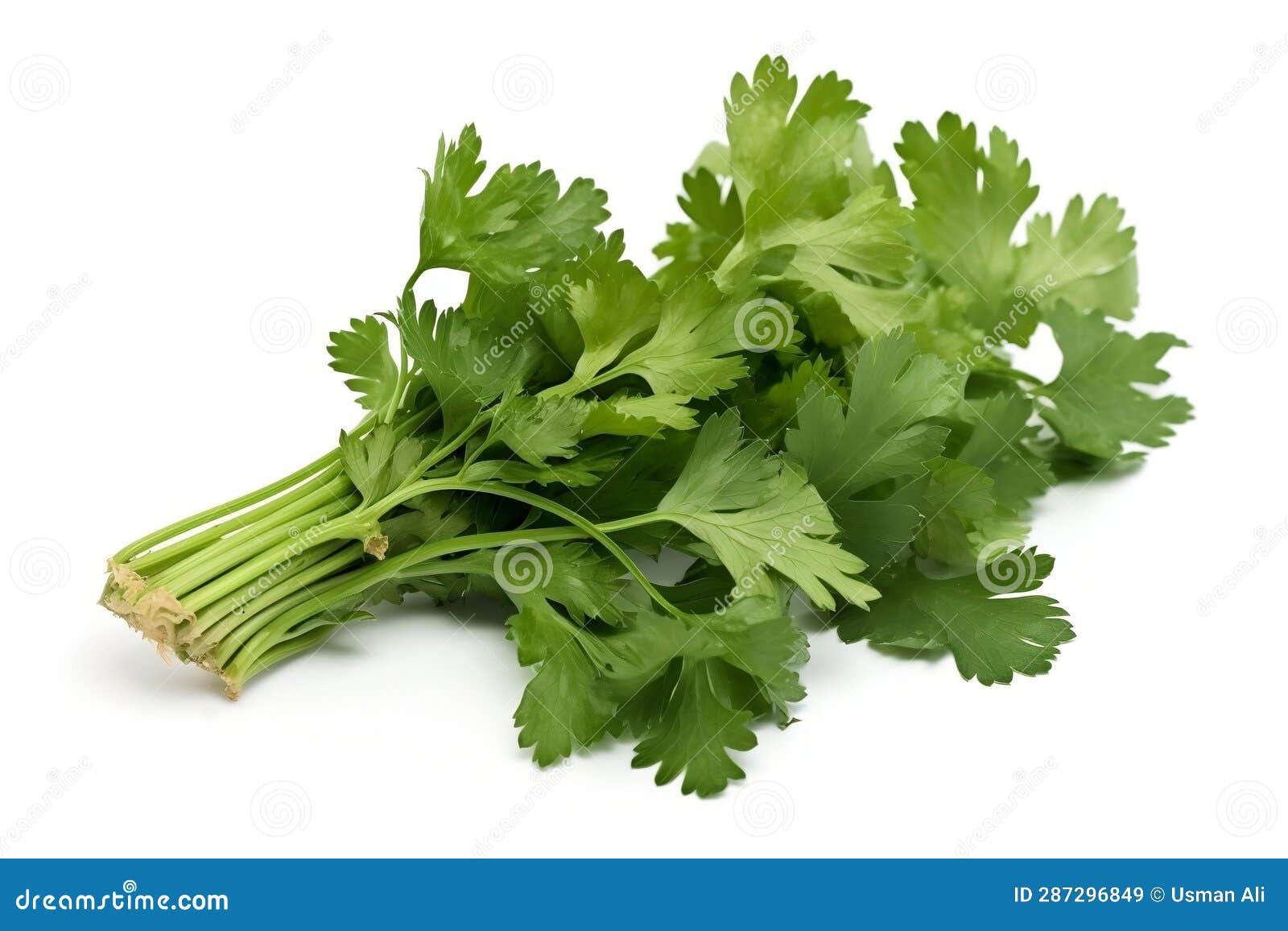 Isolated Coriander on Transparent Background, AI Stock Image Image of