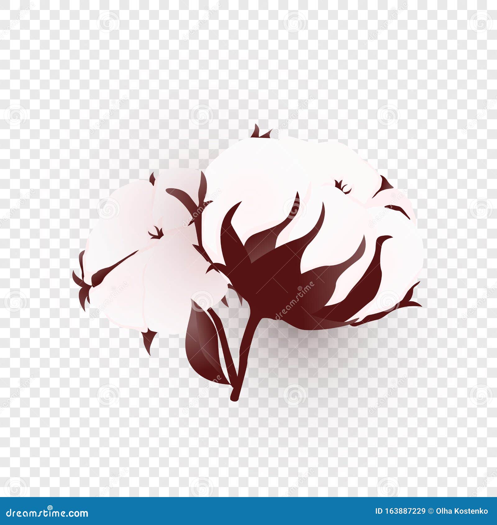 Isolated Cotton Plant on Transparent Stock Vector - Illustration of ...