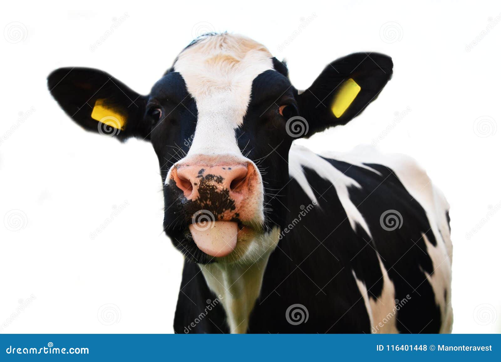  cow with ear tags sticking out of his tongue