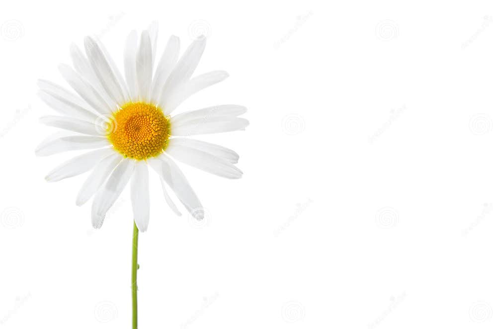 Isolated daisy bud stock image. Image of flower, blossom 5632959