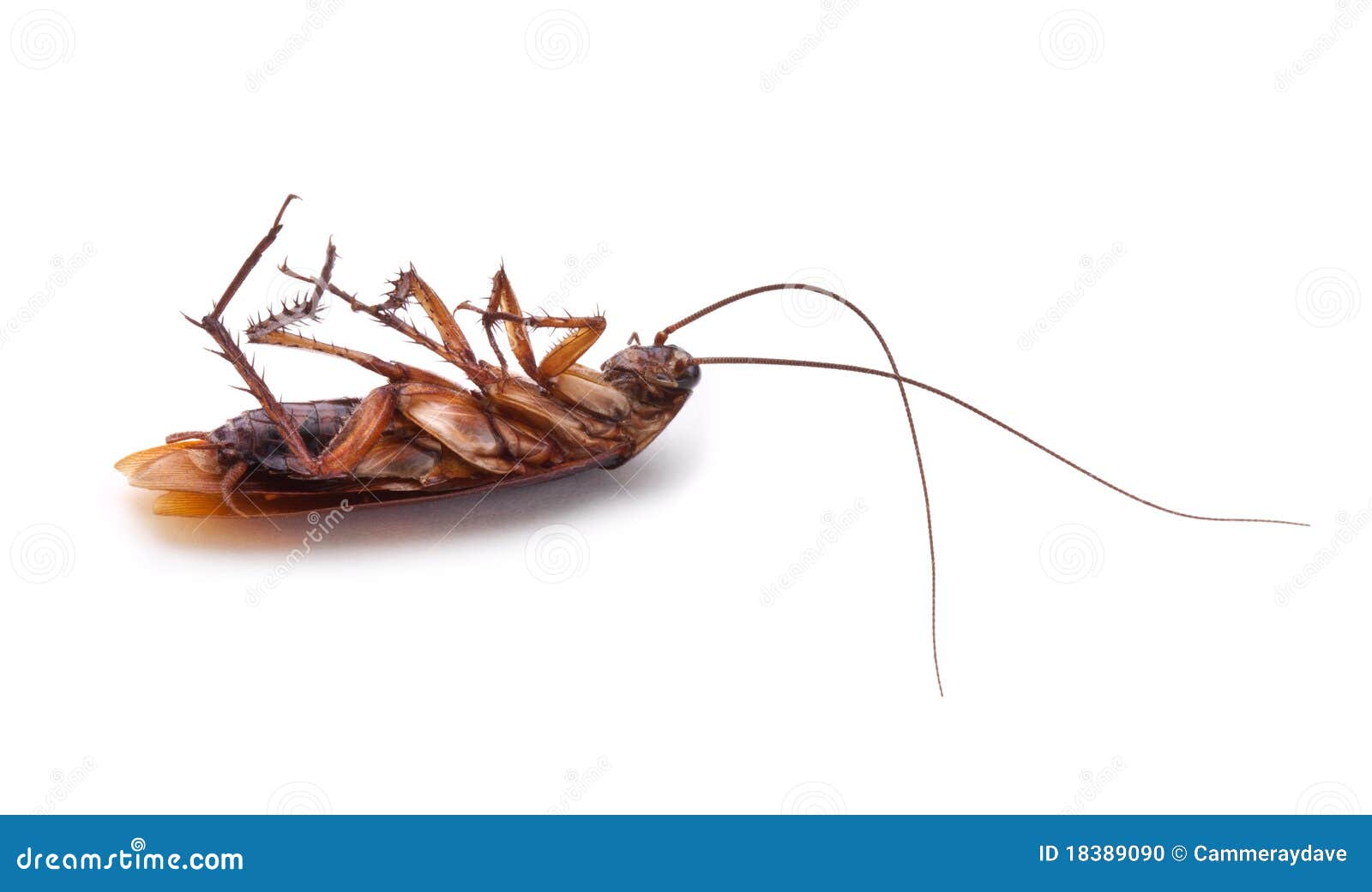  dead cockroach roach