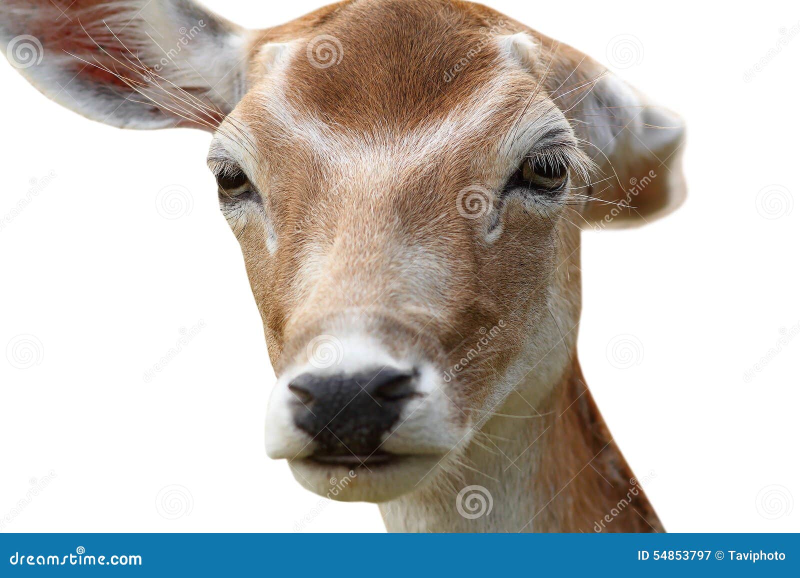 Isolated Deer Hind Getting Rid of Fleas Stock Image Image of closeup