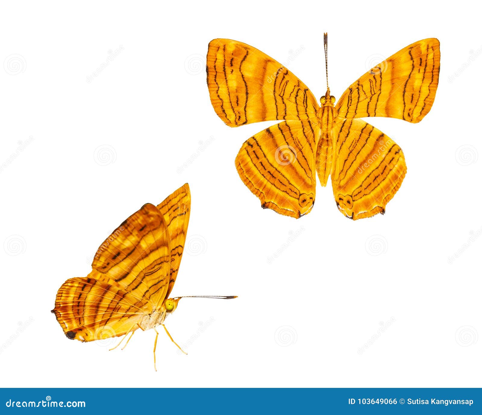  dorsal and side view of common maplet chersonesia risa