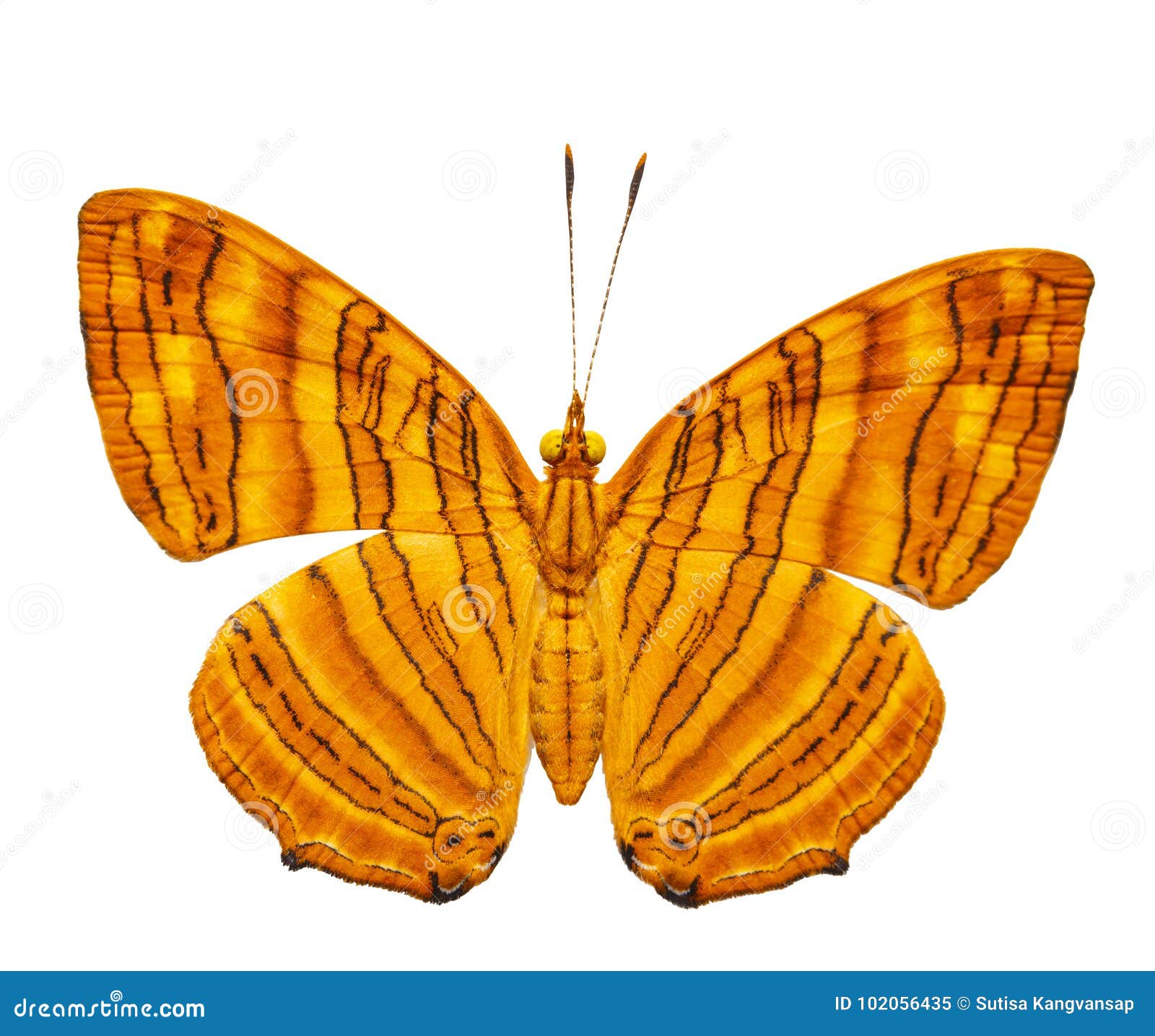  dorsal view of common maplet chersonesia risa butter