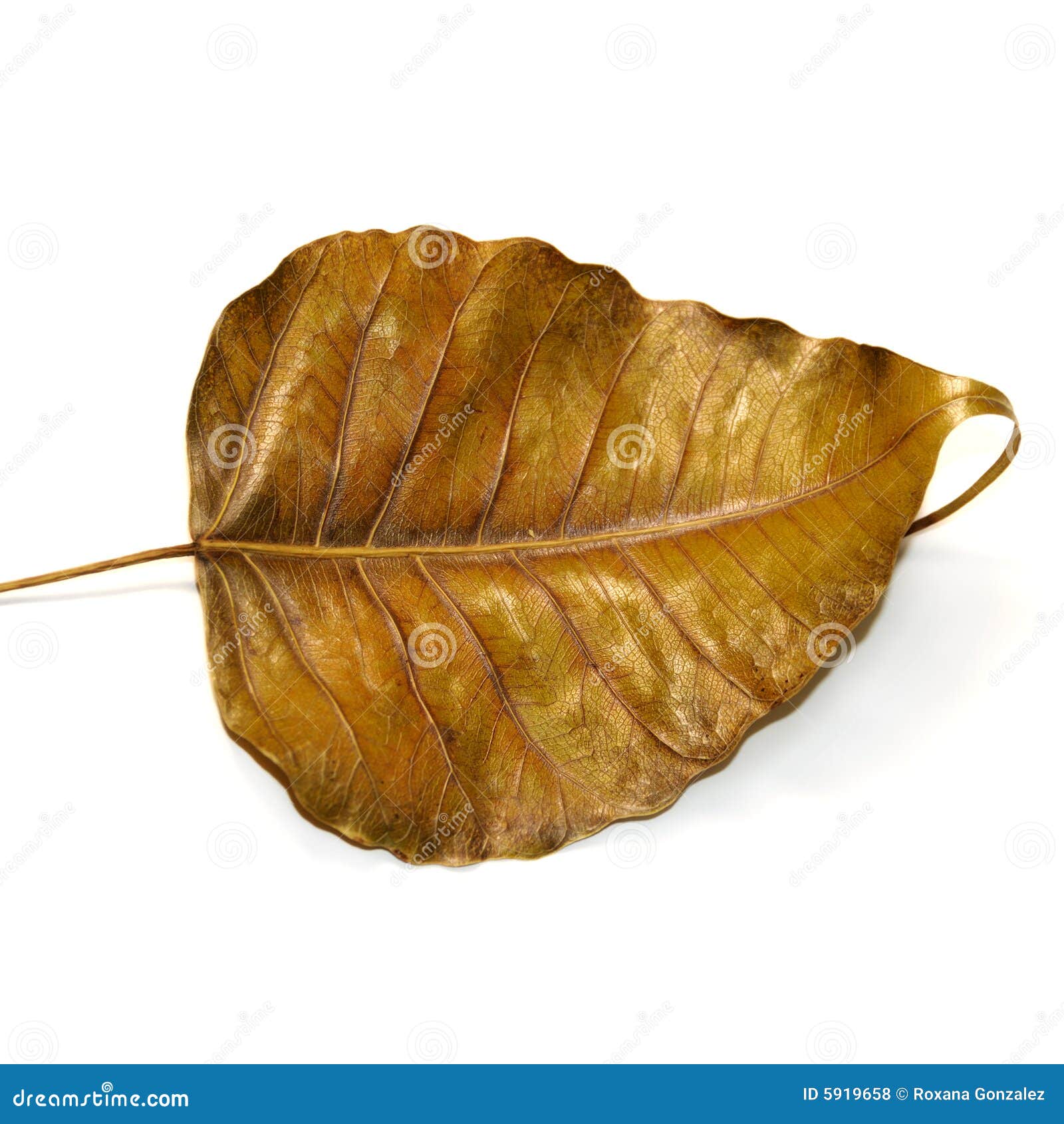 Isolated dried leaf stock photo. Image of foliage, vegetation 5919658