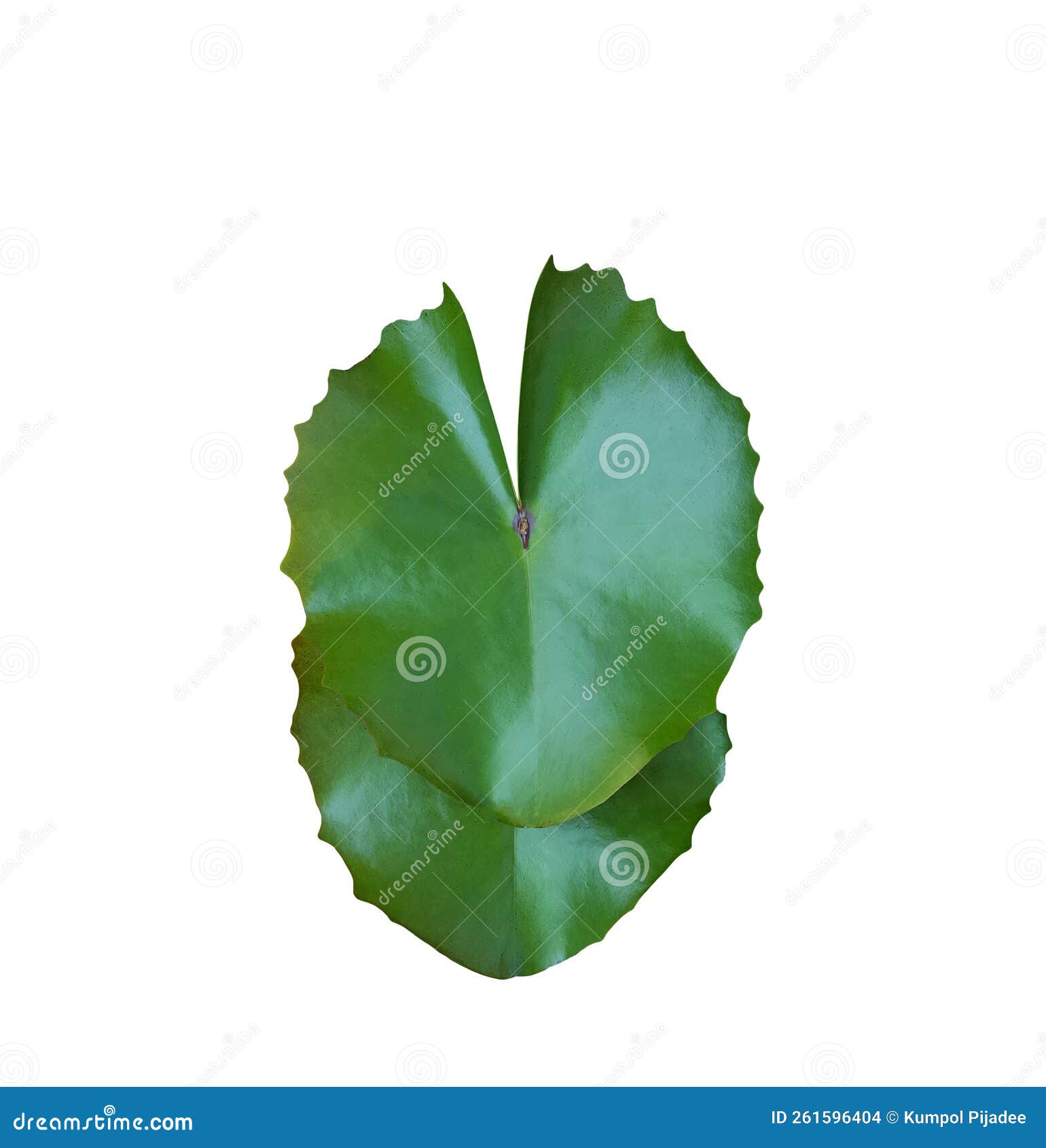 Isolated Dusty Water Lily Leaves with Clipping Paths Stock Photo Isolated Dusty Water Lily Leaves with Clipping Paths Stock Photo