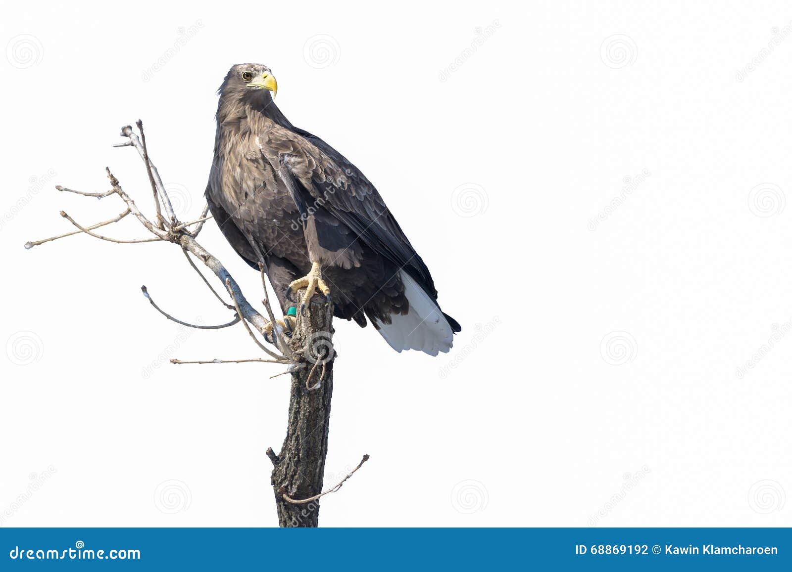 Isolated Eagle landing on a tree branch