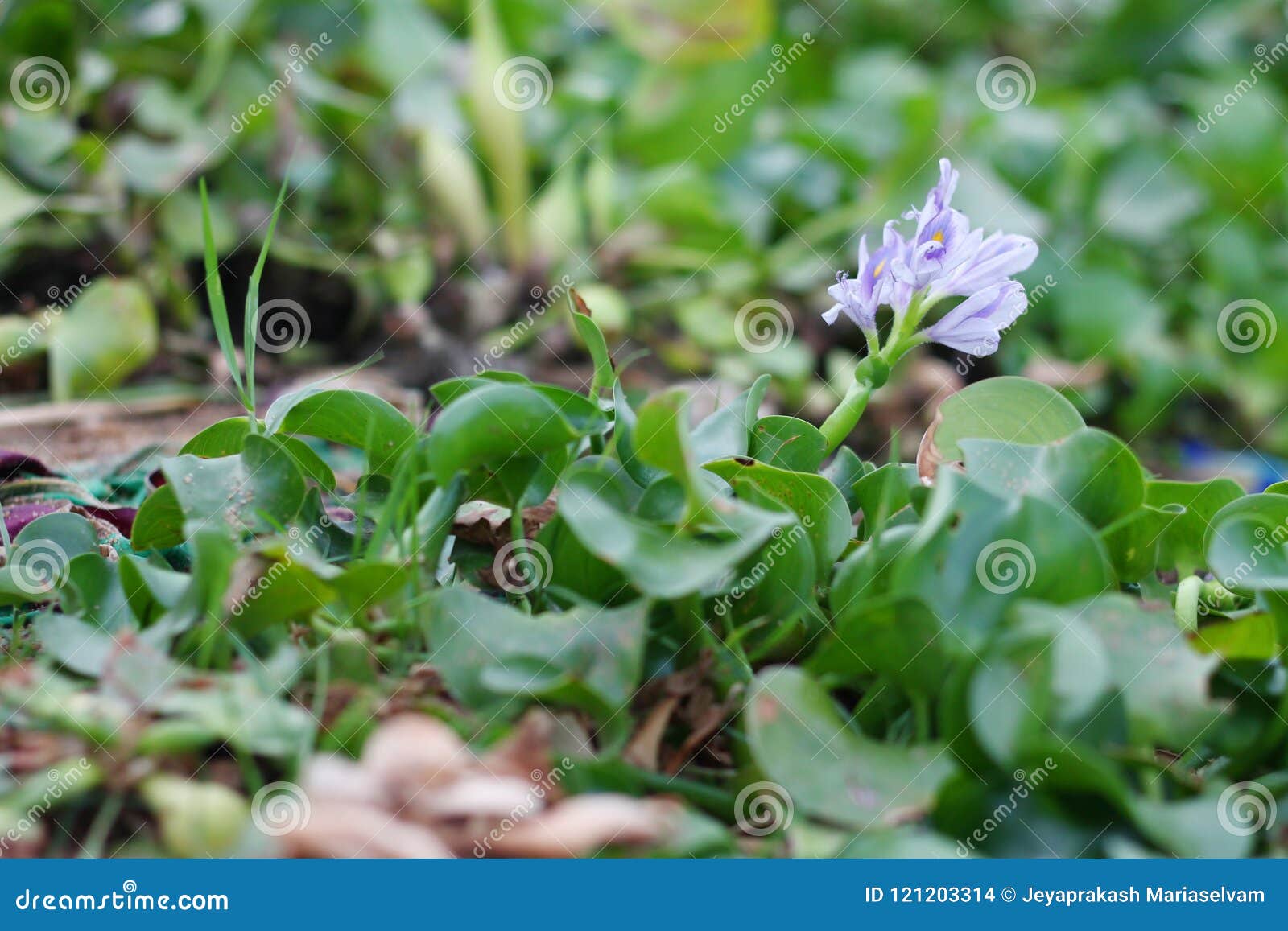  eichornia plant with flower - common water hyacinth