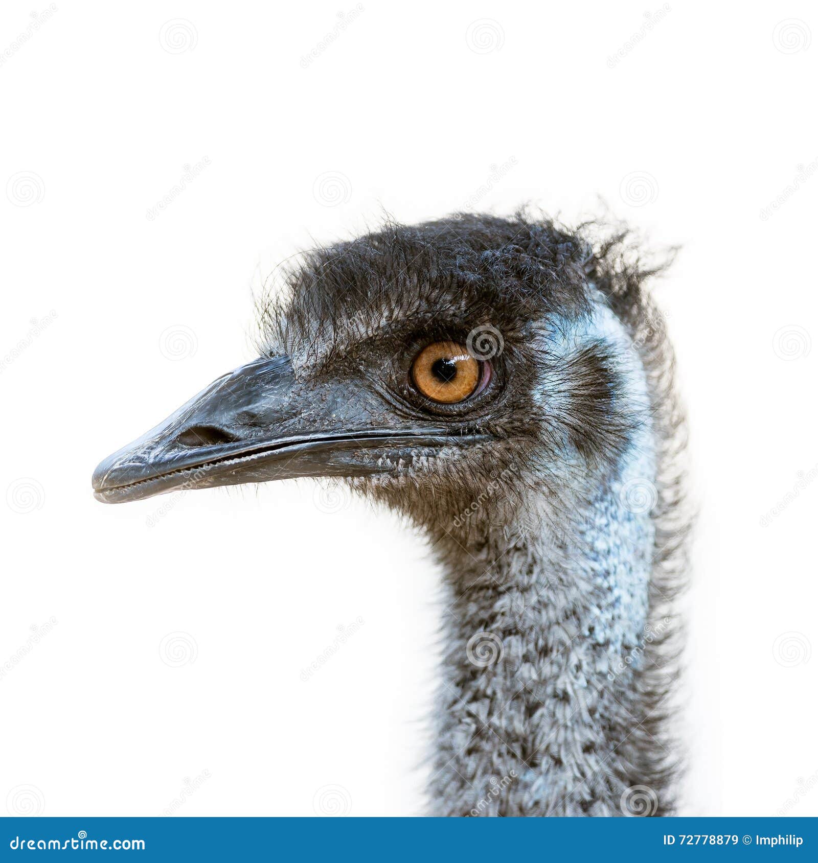 Isolated Emu head stock image. Image of neck, curious 72778879
