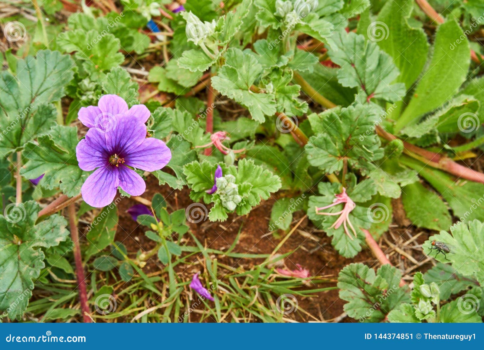  erodium texanum, also known as texas filaree, texas stork`s bill, or heronbill,on green background