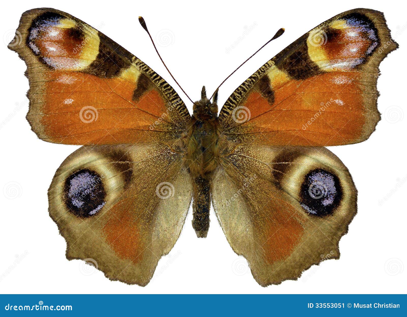 Isolated European Peacock Butterfly Stock Image - Image of abdomen ...