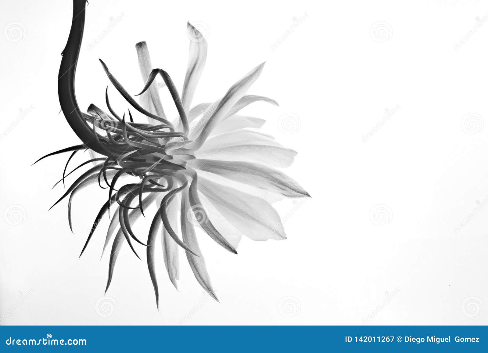  flower of epiphyllum oxipetalum or dama de noche