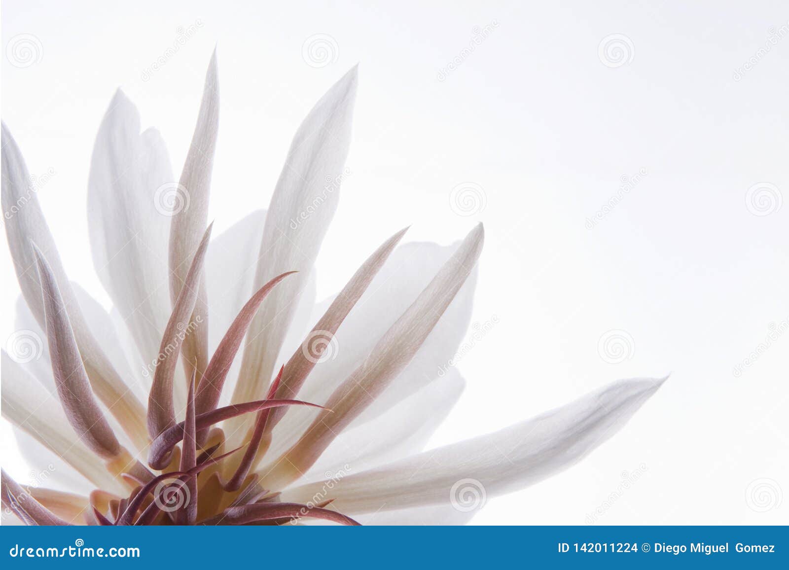  flower of epiphyllum oxipetalum or dama de noche