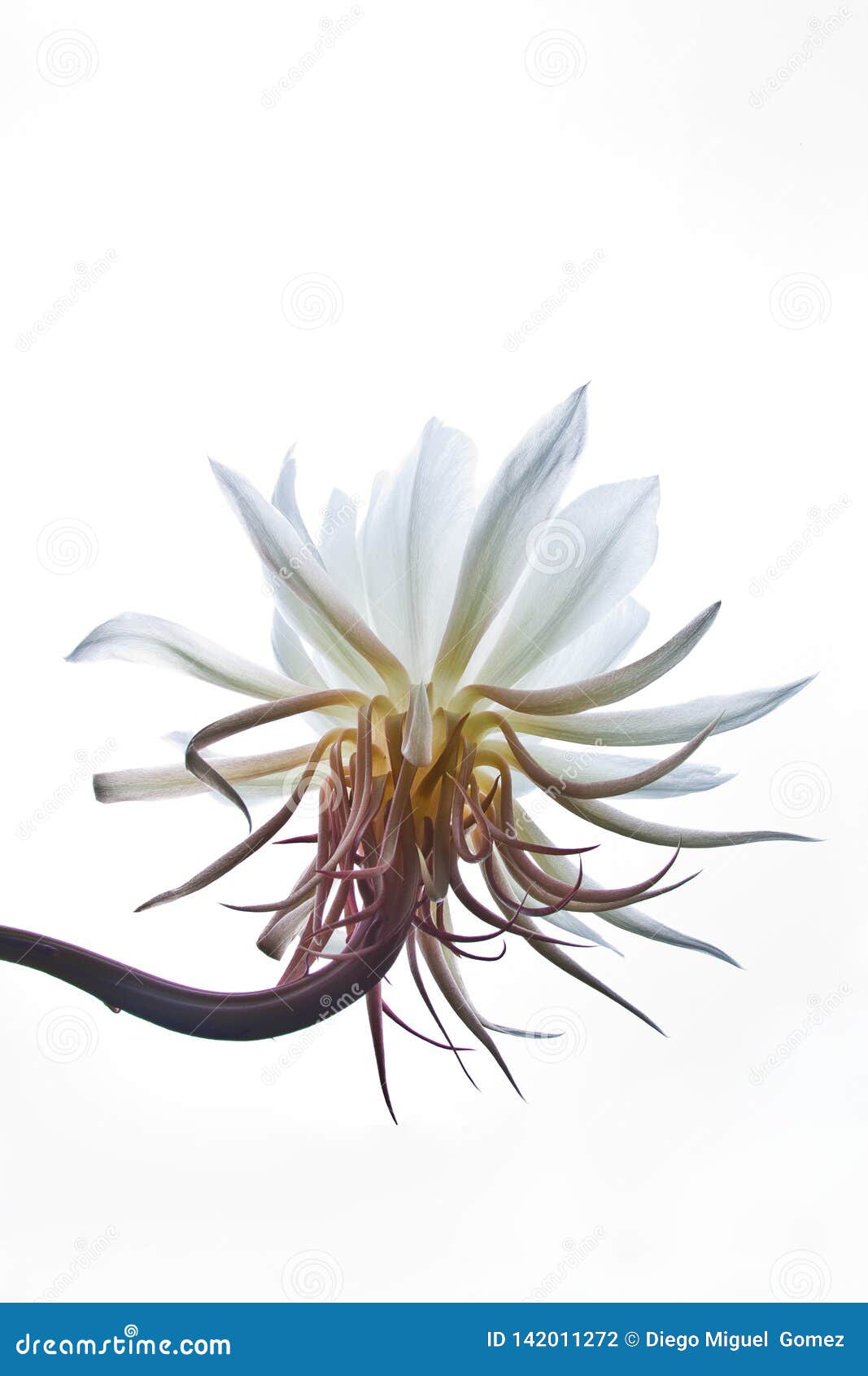  flower of epiphyllum oxipetalum or dama de noche
