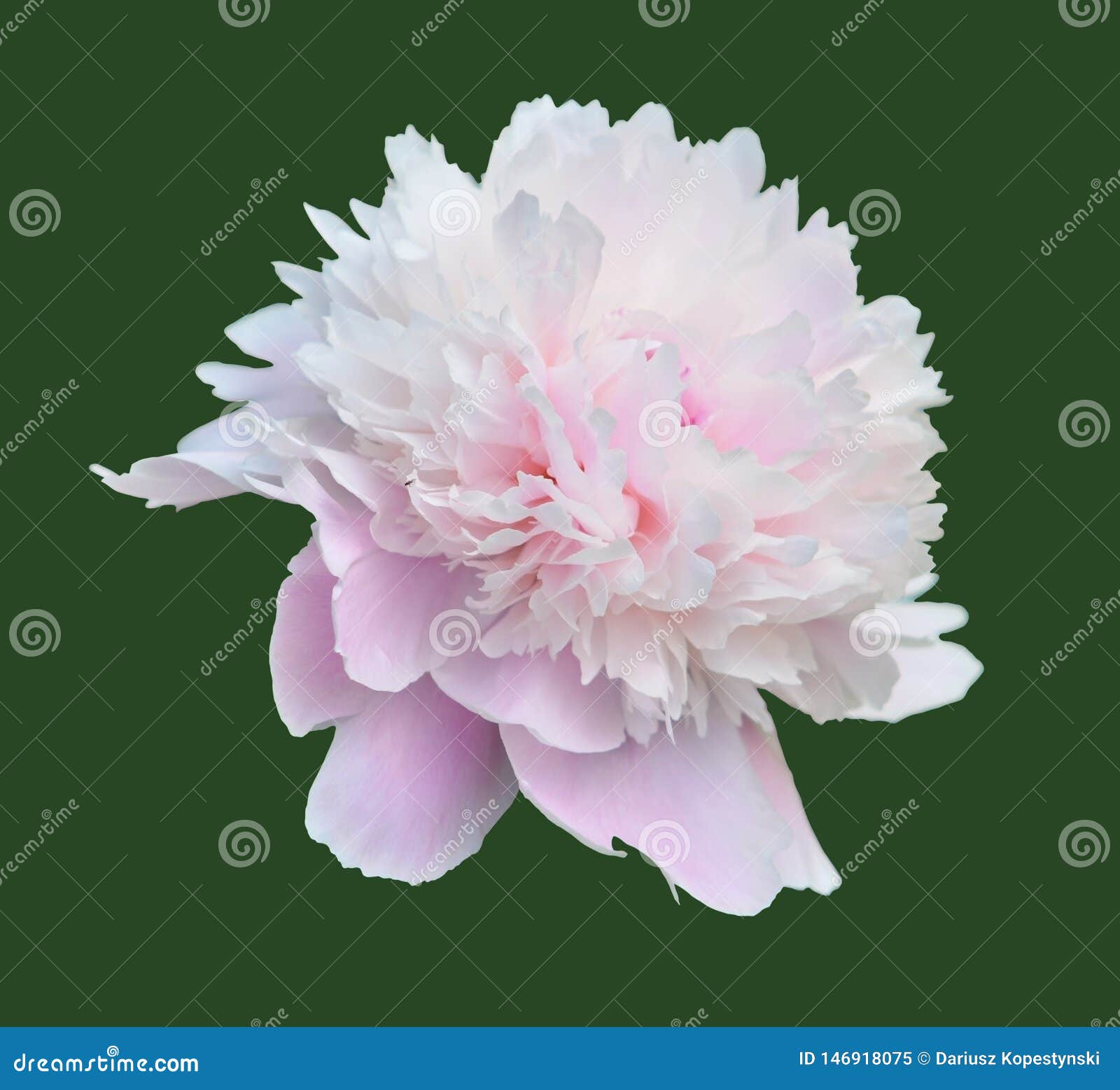  peonia flower